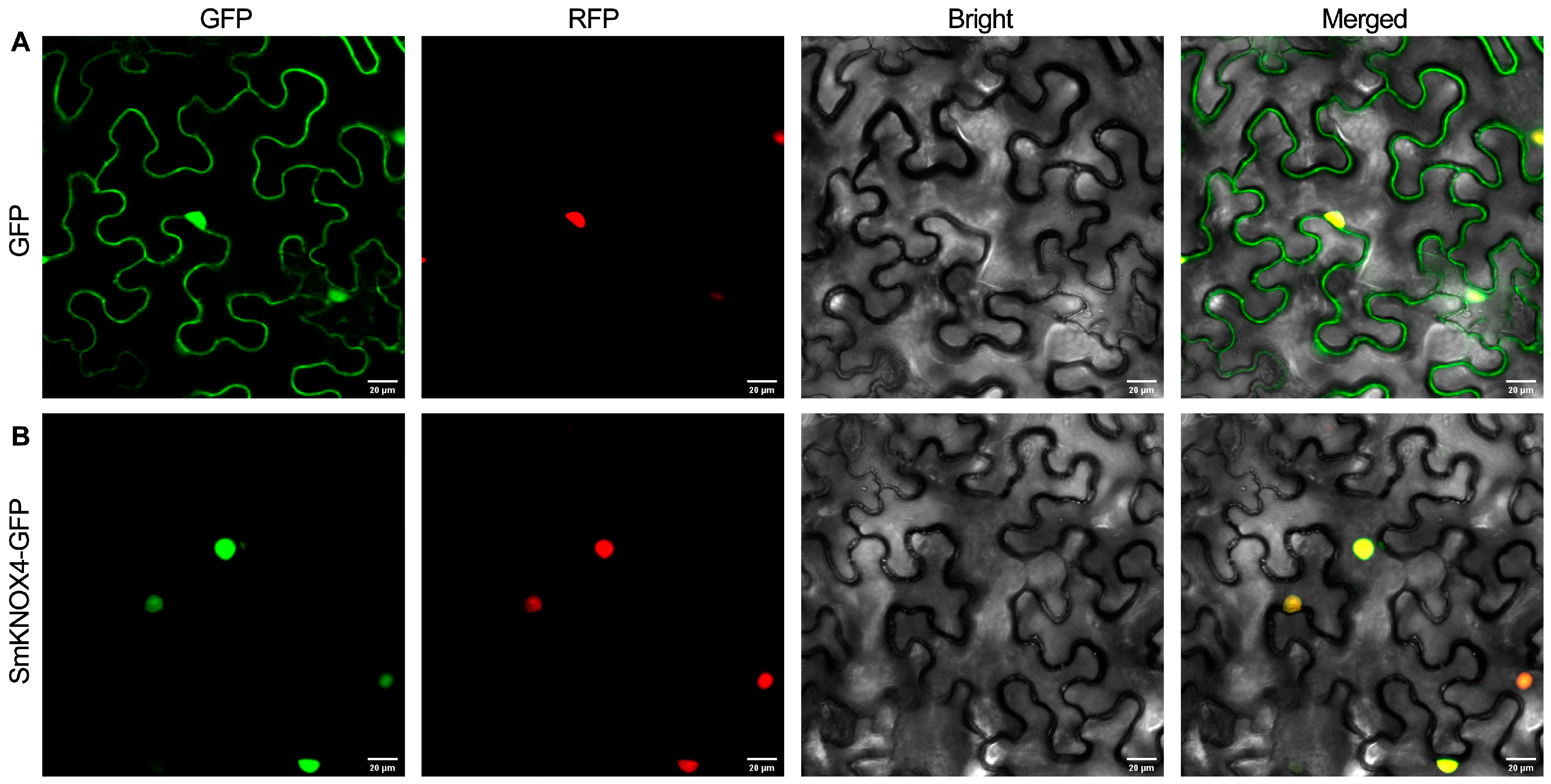 Plants 14 00348 g001