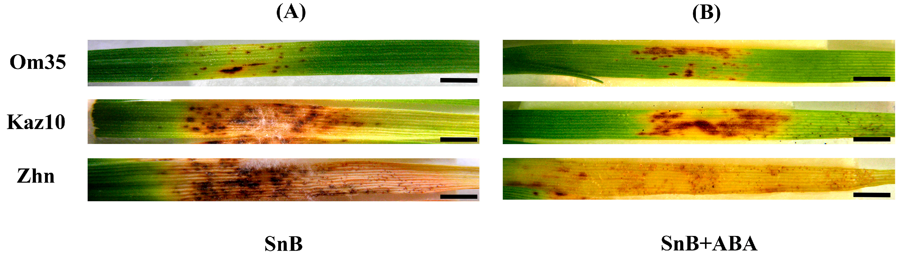 Plants 14 00355 g001 Plants 14 00355 g001