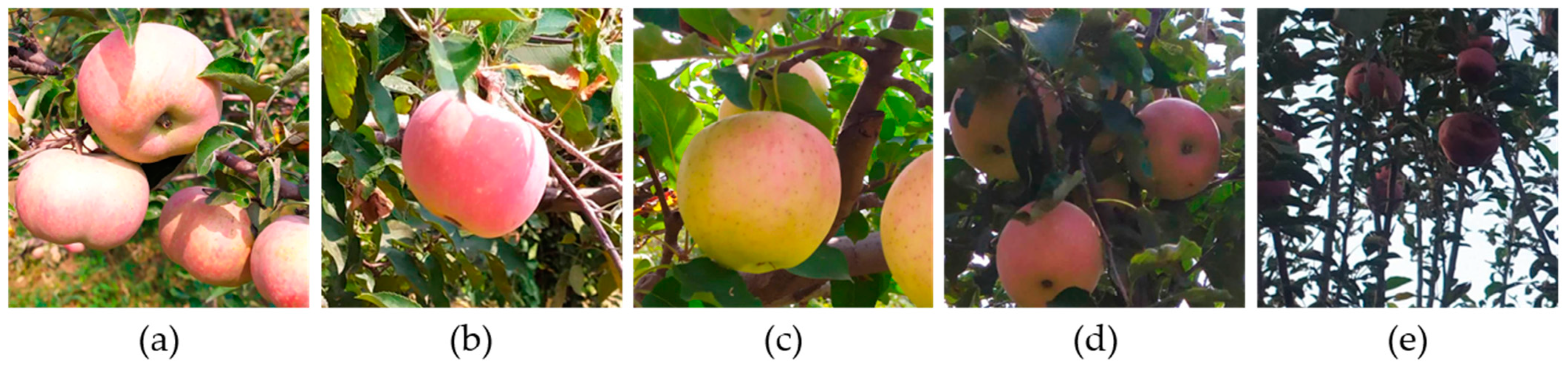 Plants 14 00365 g002