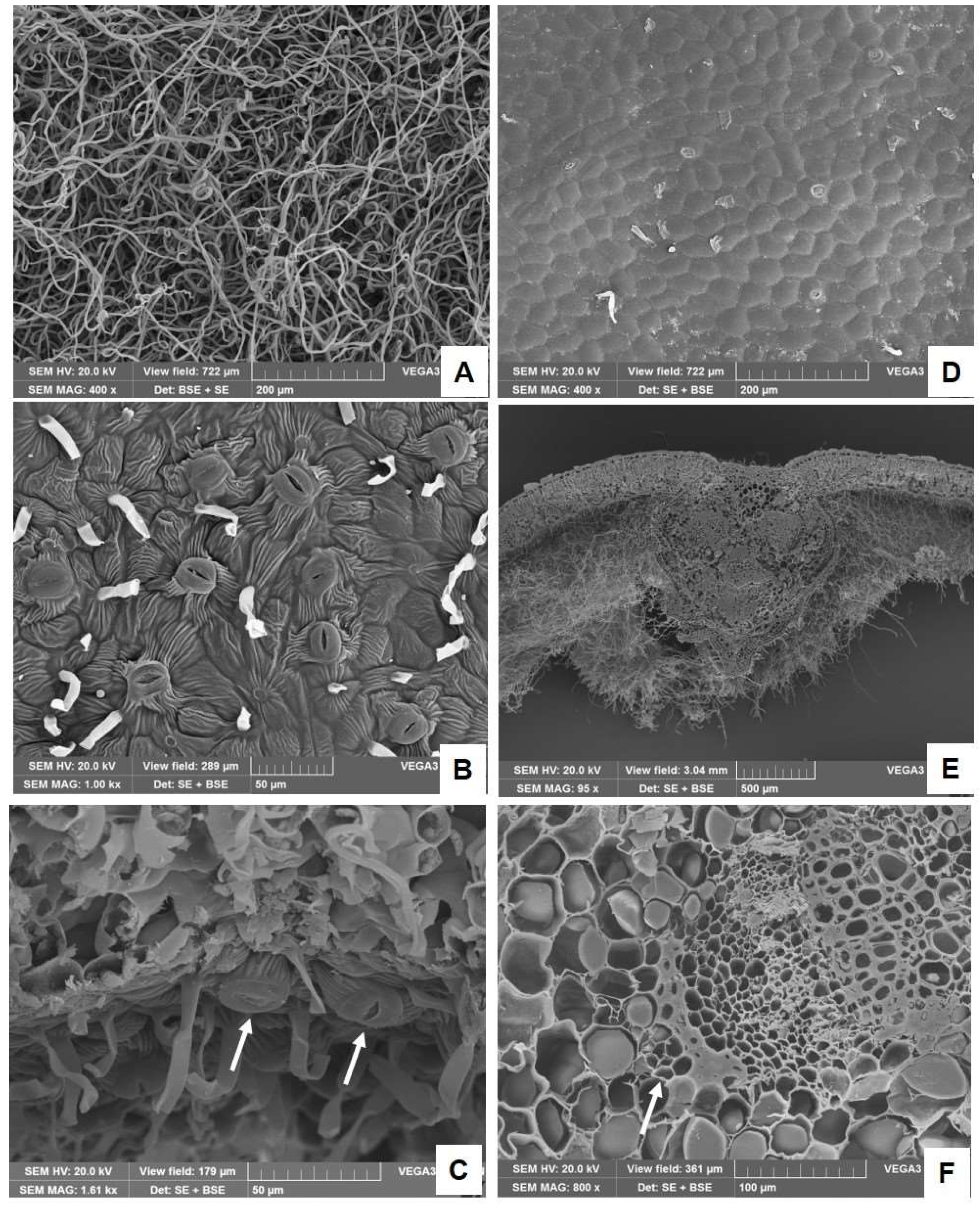 Plants 14 00370 g002