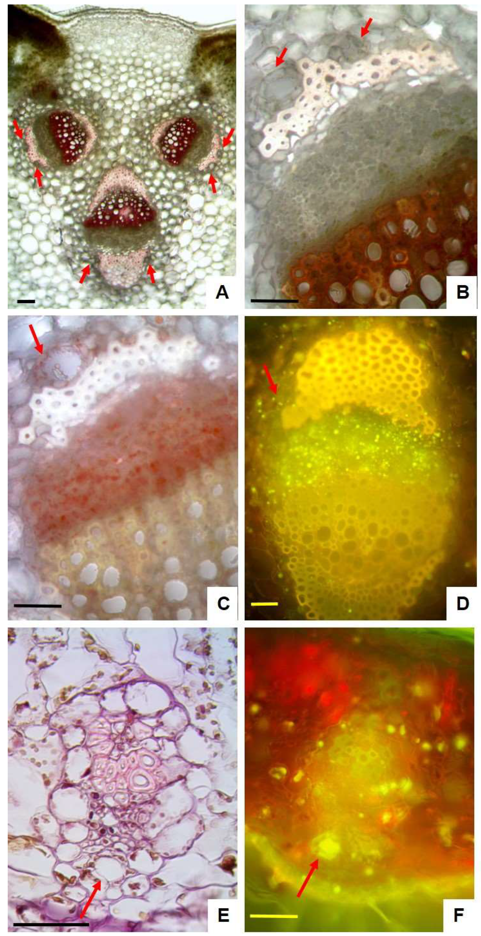 Plants 14 00370 g003