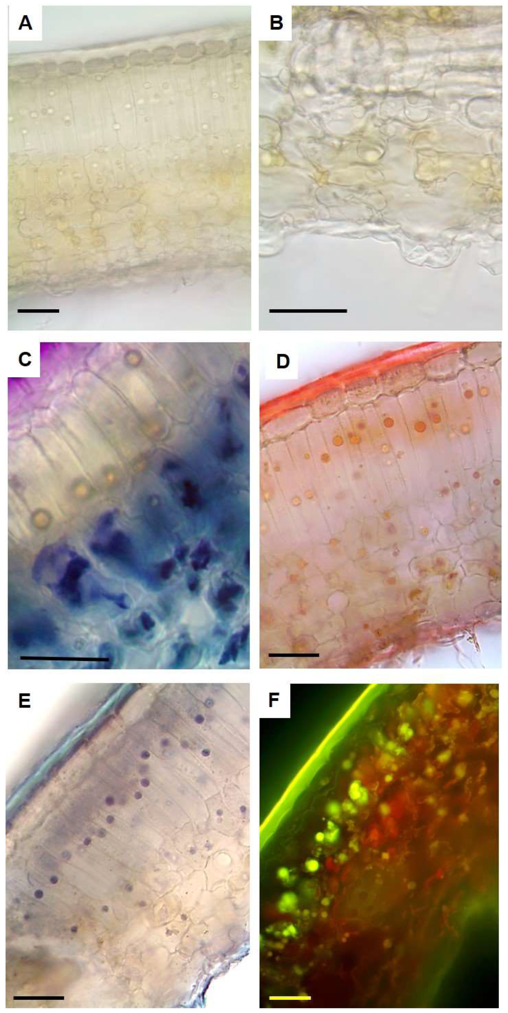 Plants 14 00370 g004