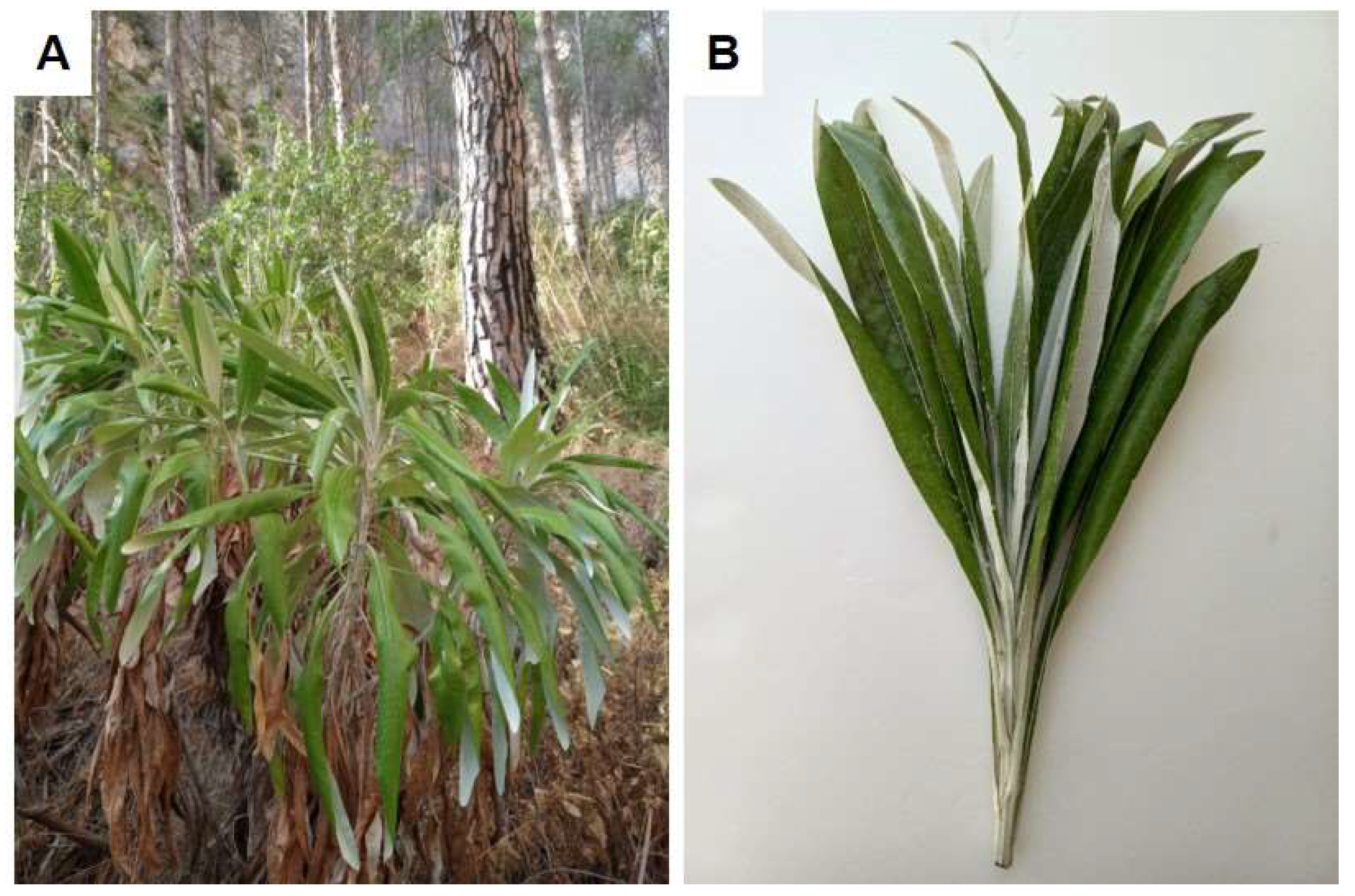 Plants 14 00370 g006