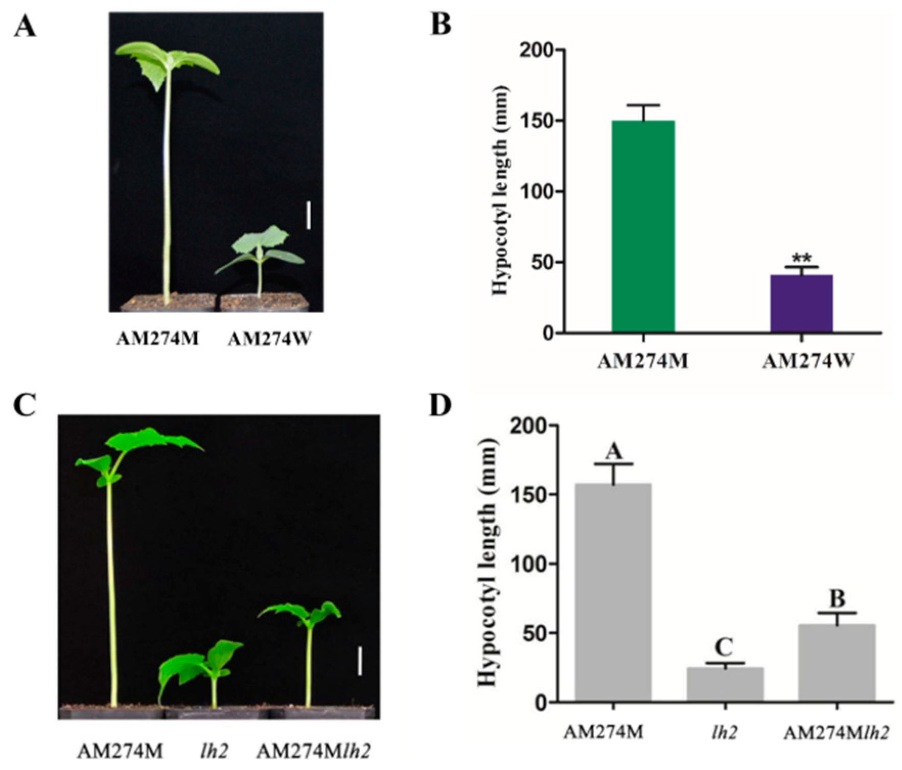 Plants 14 00371 g001