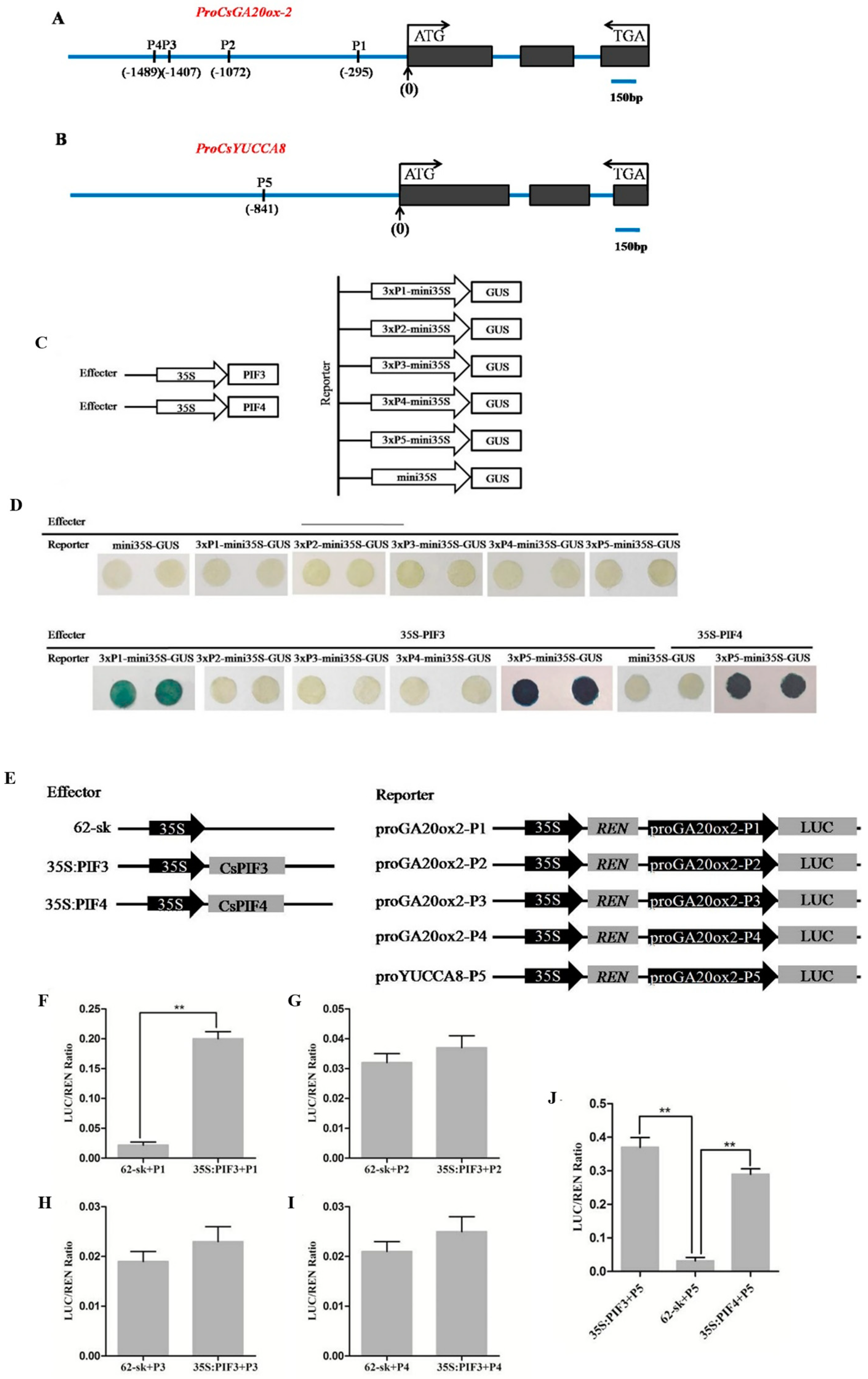 Plants 14 00371 g006