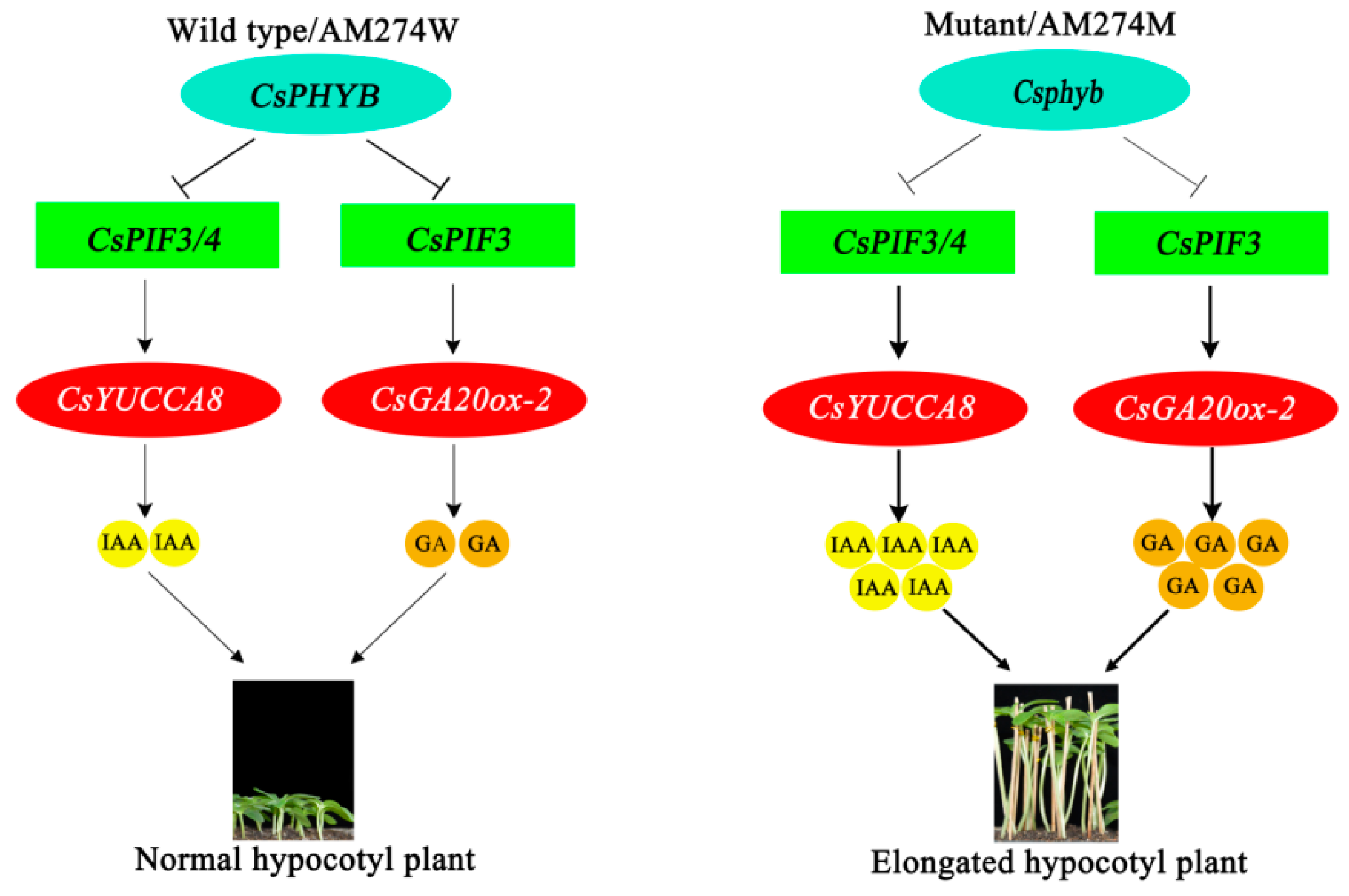 Plants 14 00371 g007