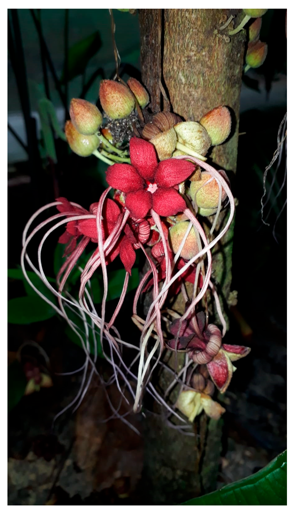 Plants 14 00377 g001