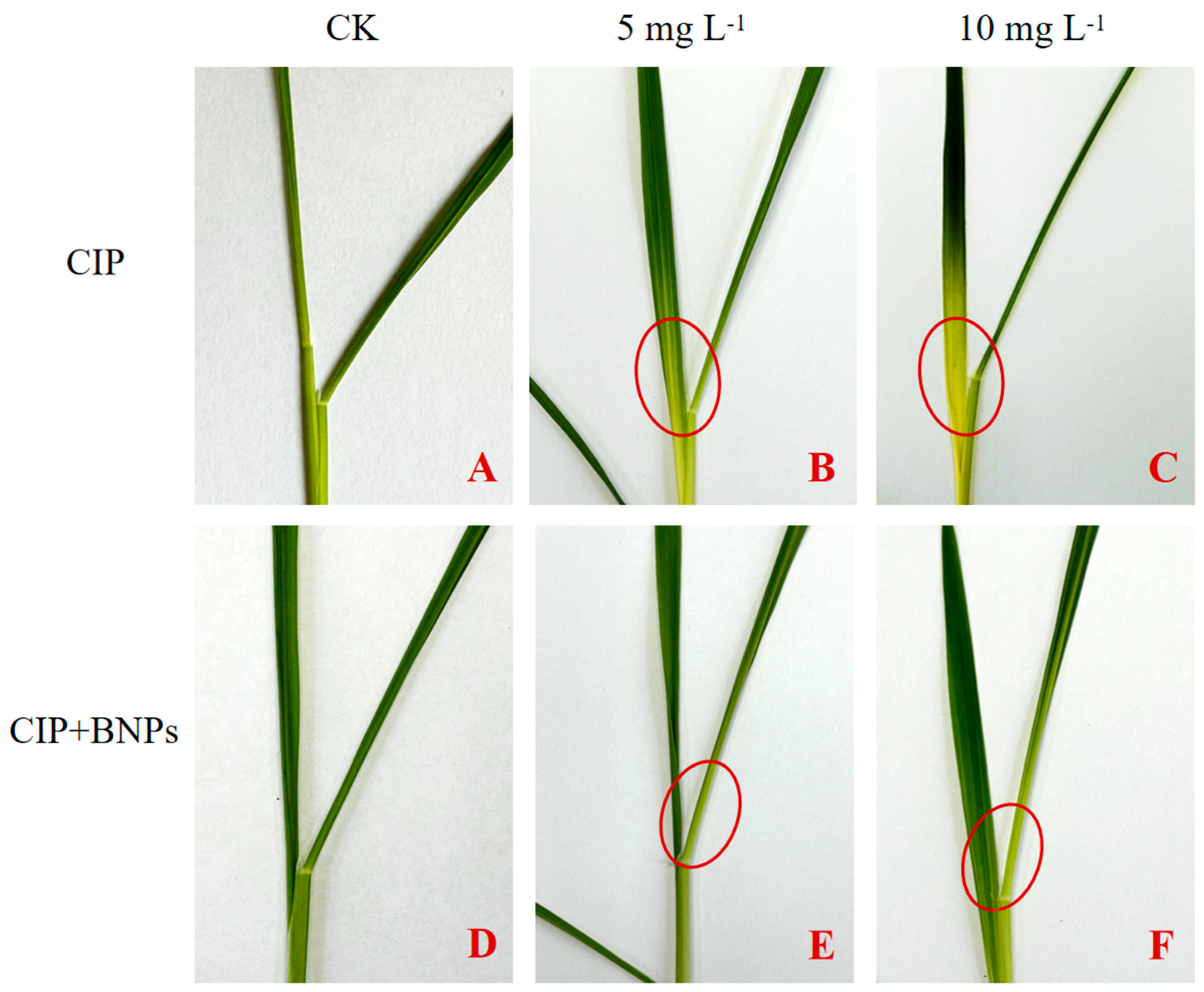 Plants 14 00380 g004