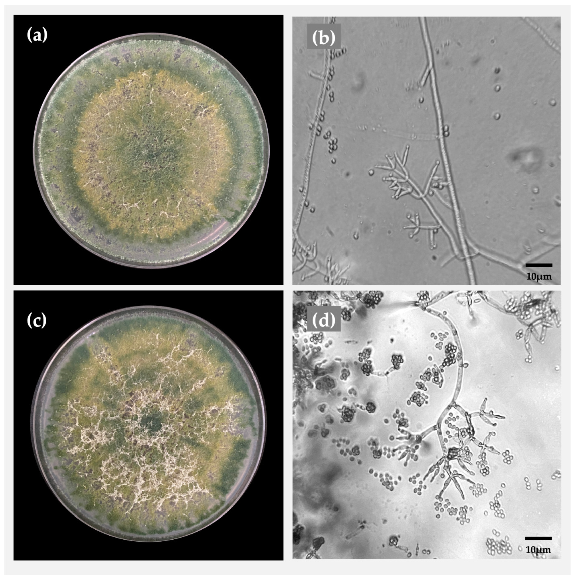 Plants 14 00382 g001