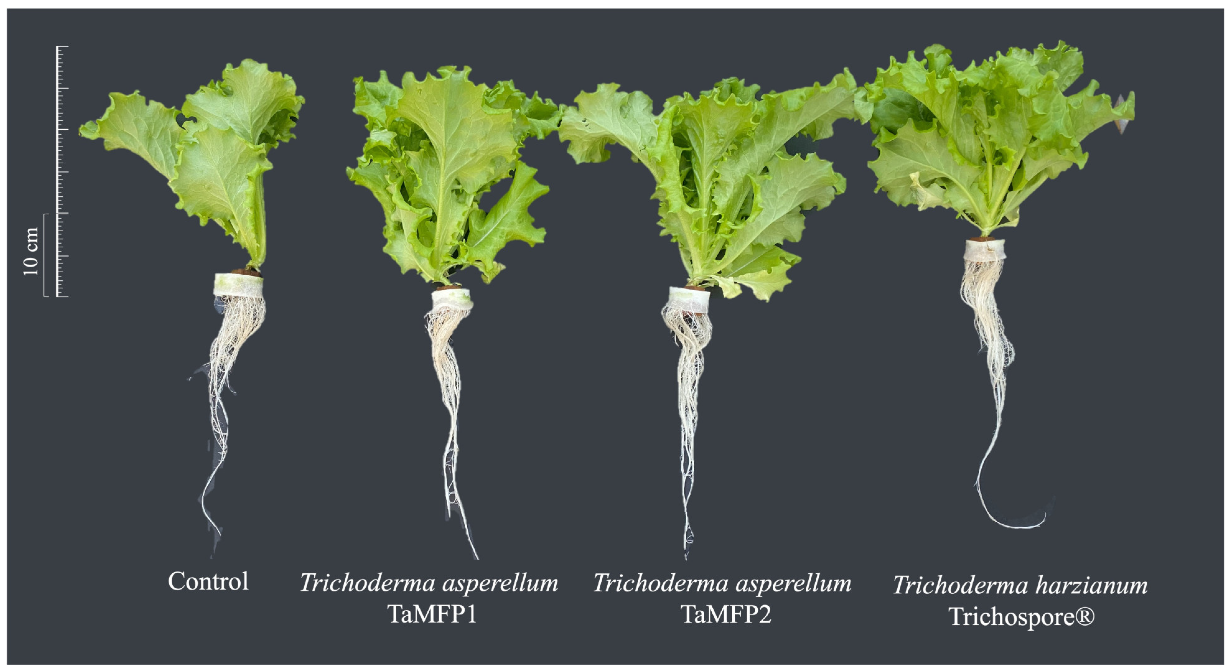 Plants 14 00382 g002