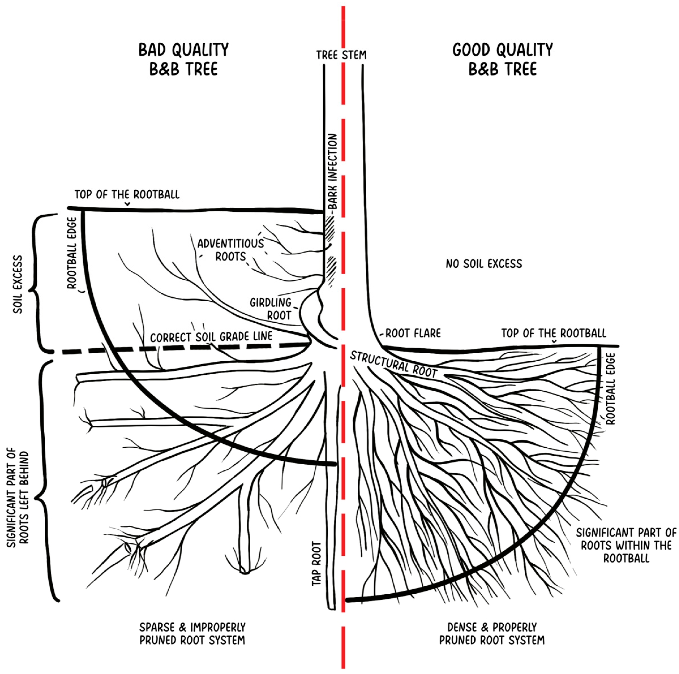 Plants 14 00387 g001 Plants 14 00387 g001