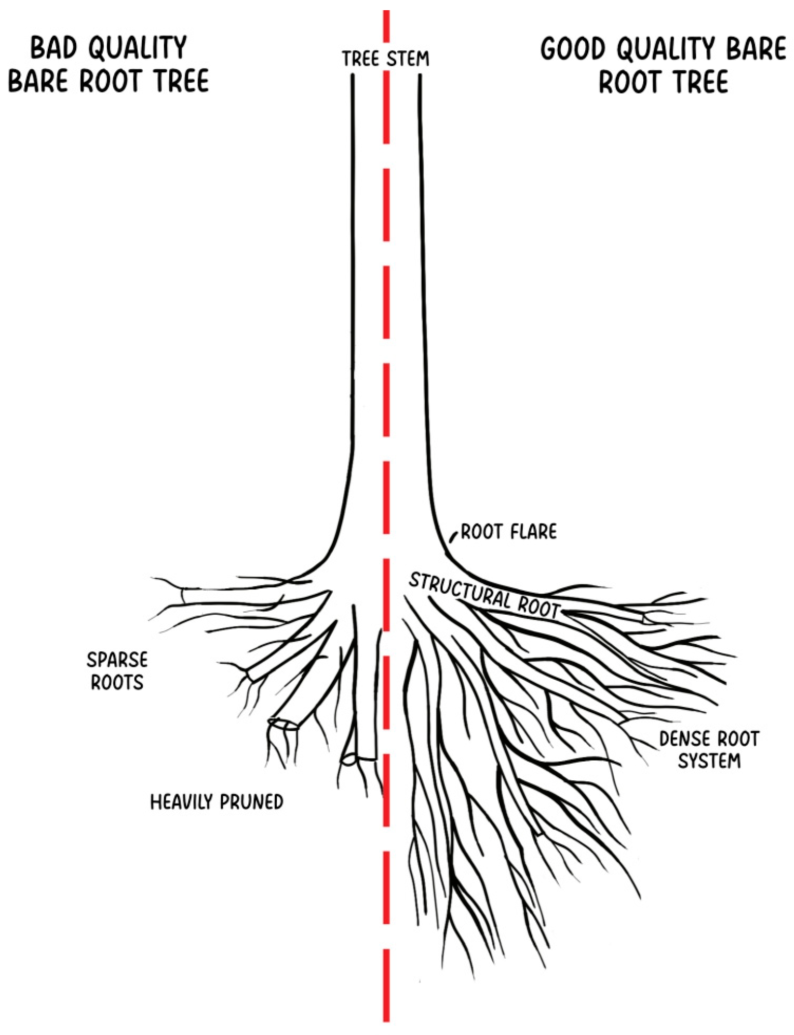 Pre-Planting and Planting Factors and Practices Affecting Urban Tree ...