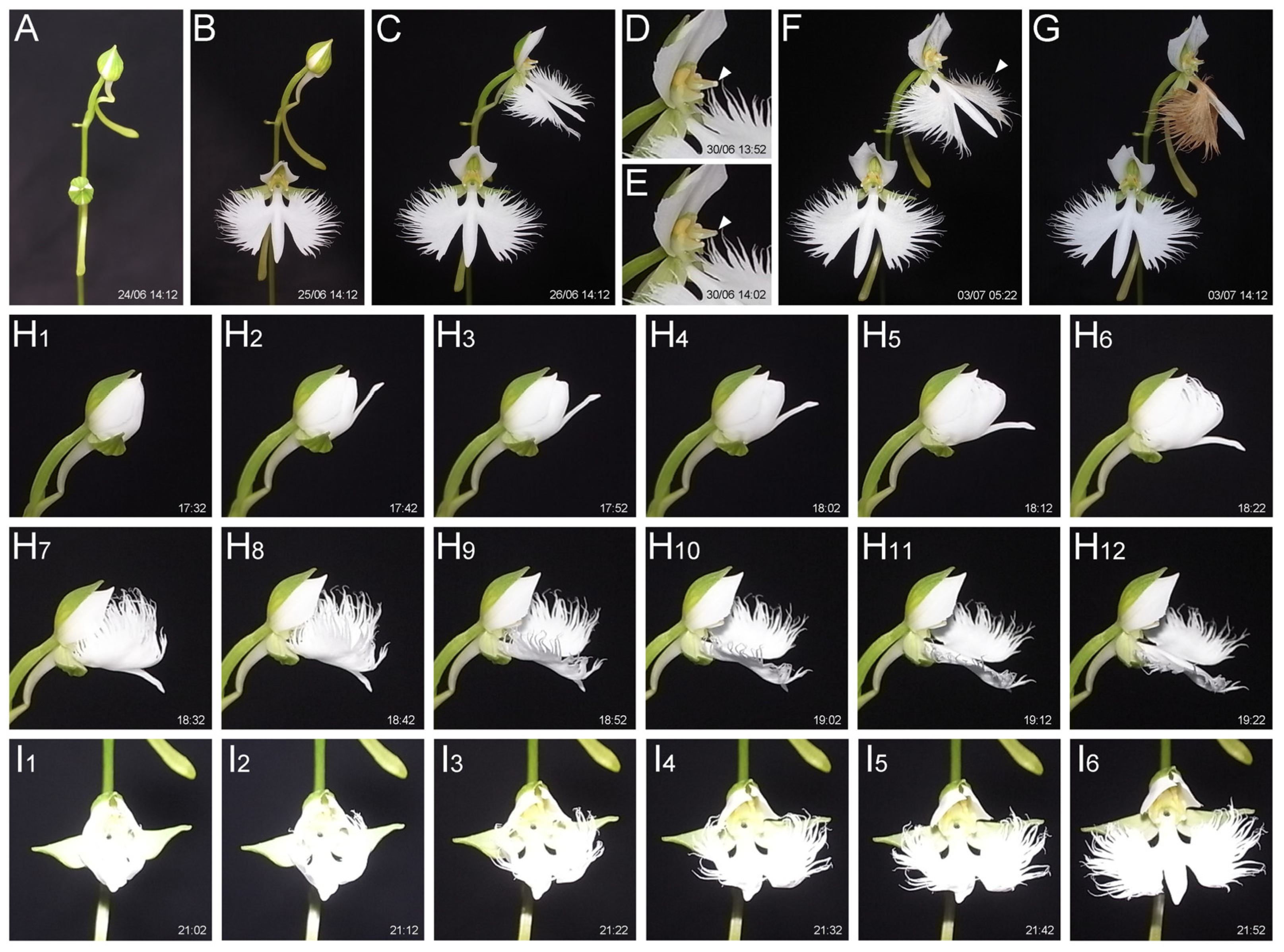 Plants 14 00393 g001 Plants 14 00393 g001