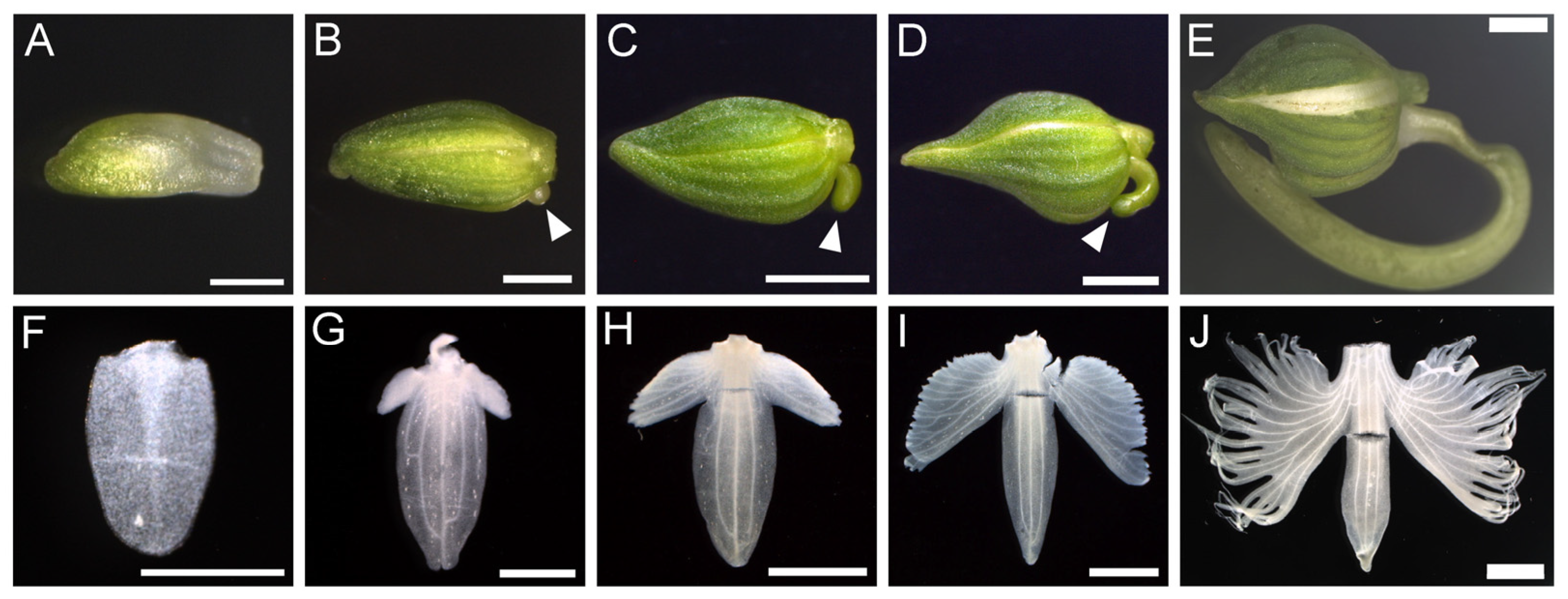 Plants 14 00393 g002 Plants 14 00393 g002