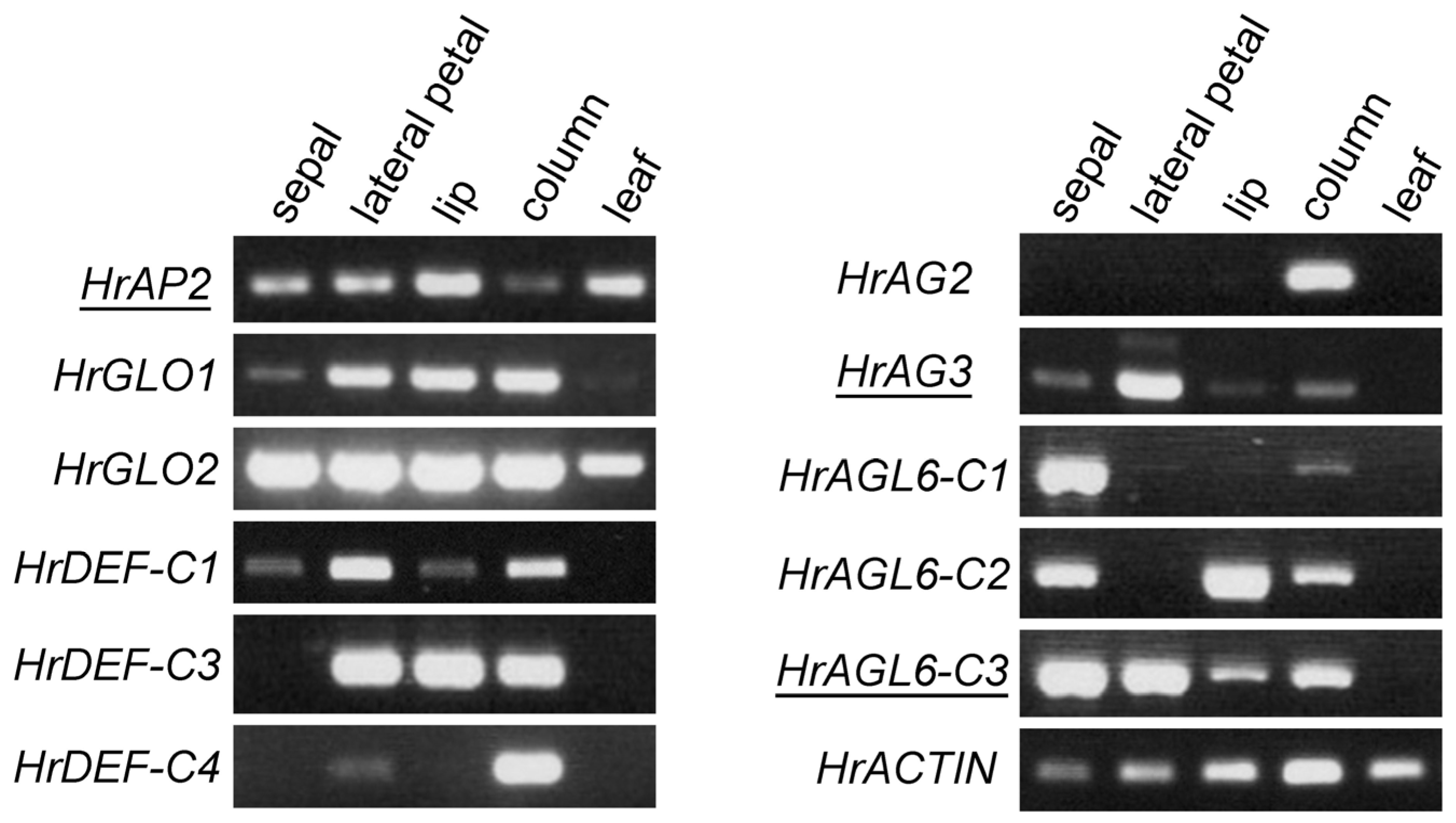 Plants 14 00393 g005 Plants 14 00393 g005
