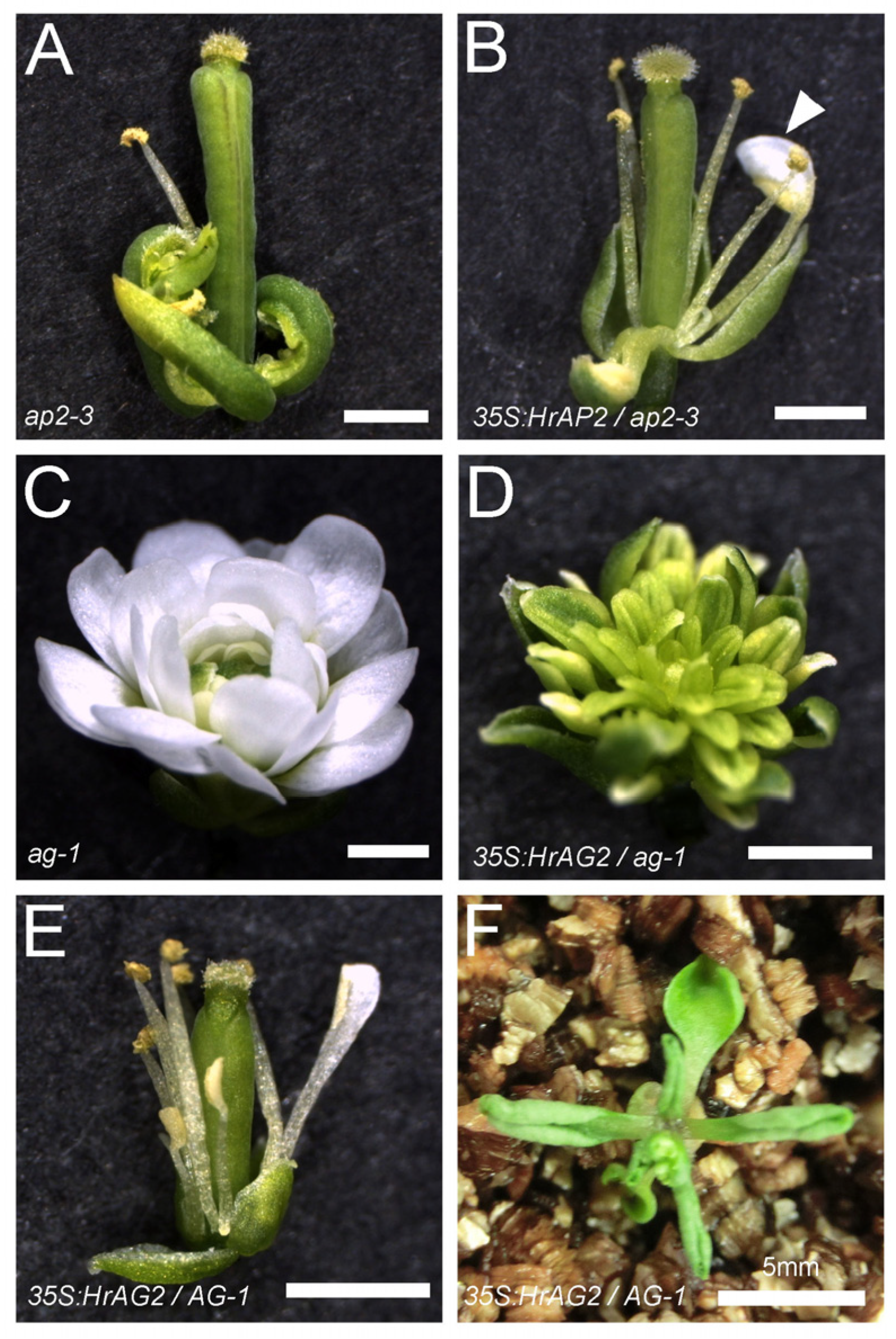 Plants 14 00393 g006 Plants 14 00393 g006