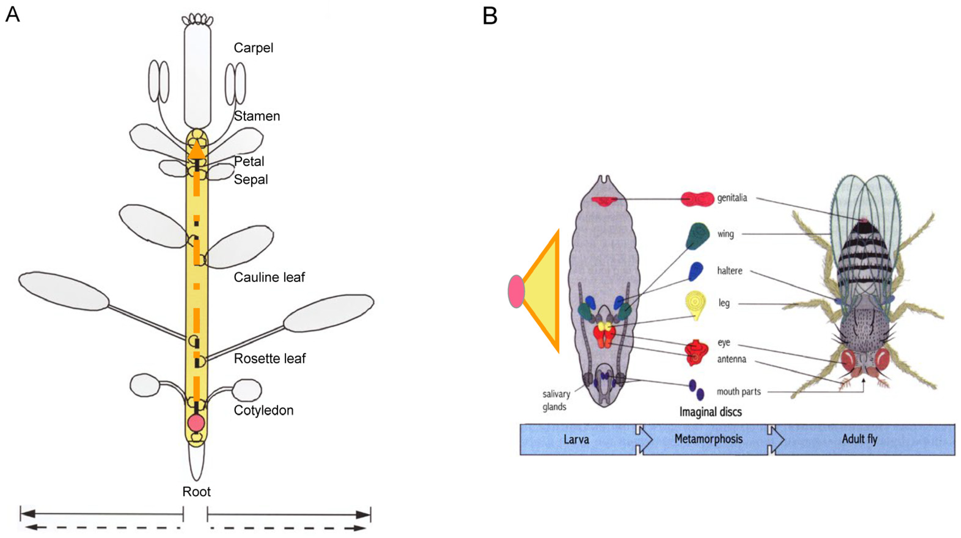 Plants 14 00396 g002