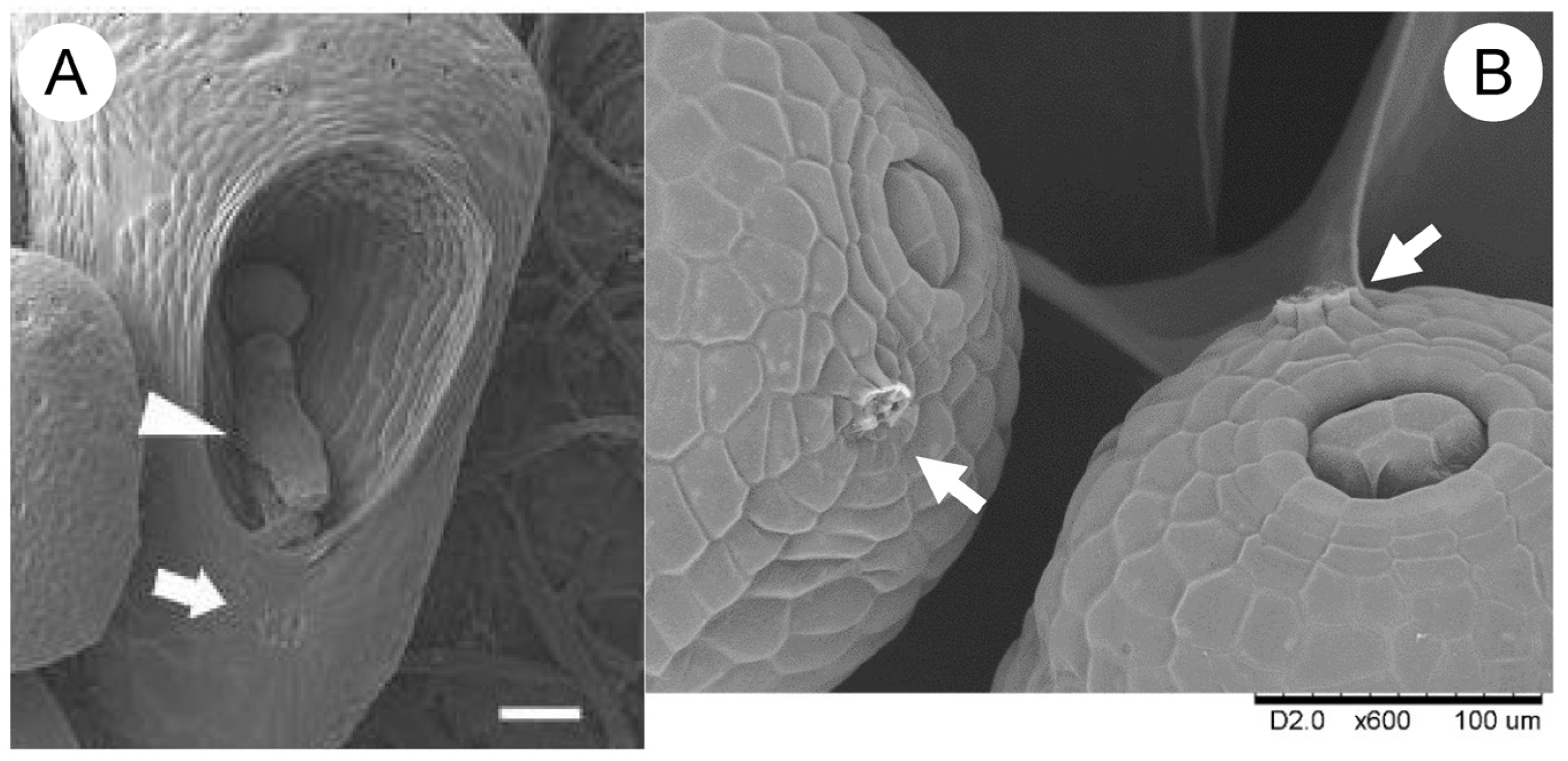 Plants 14 00396 g006