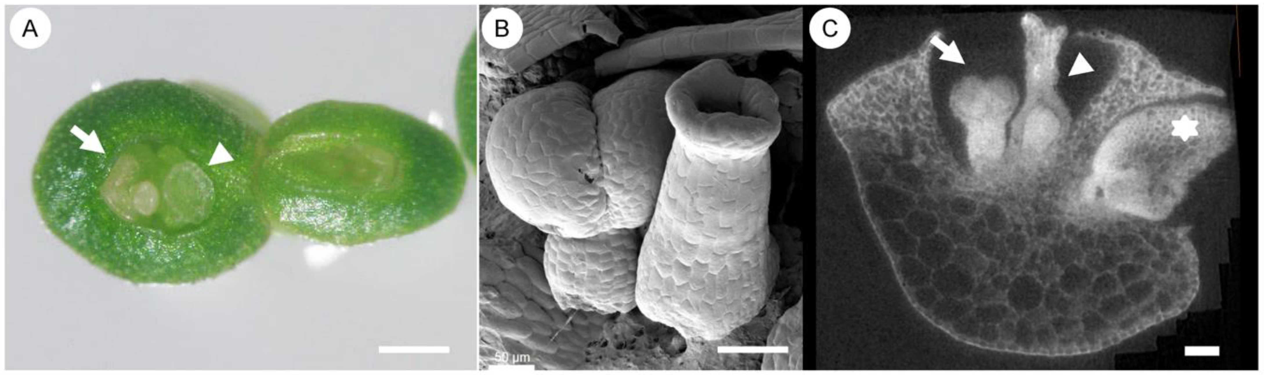 Plants 14 00396 g007