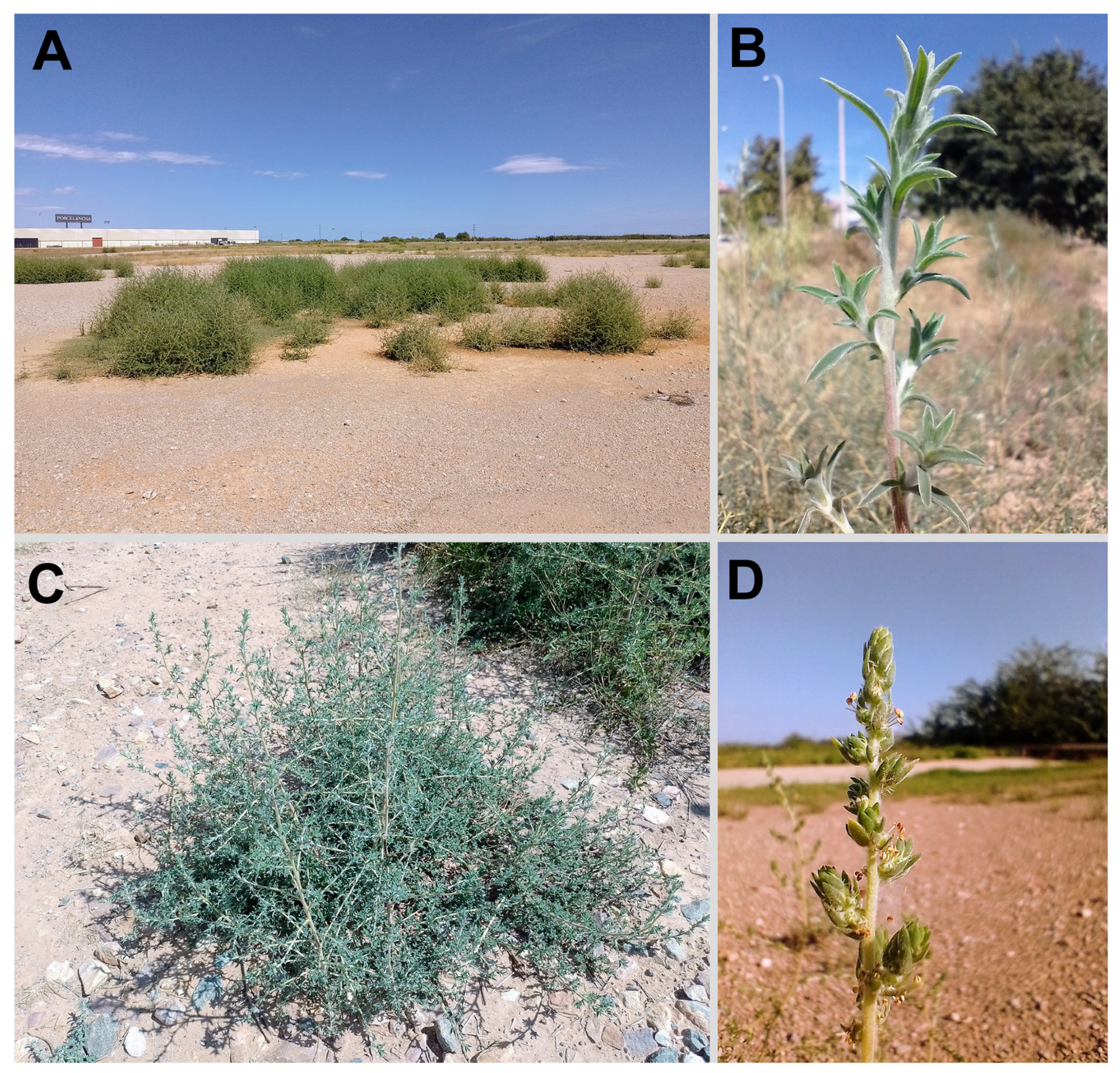 Plants 14 00398 g003