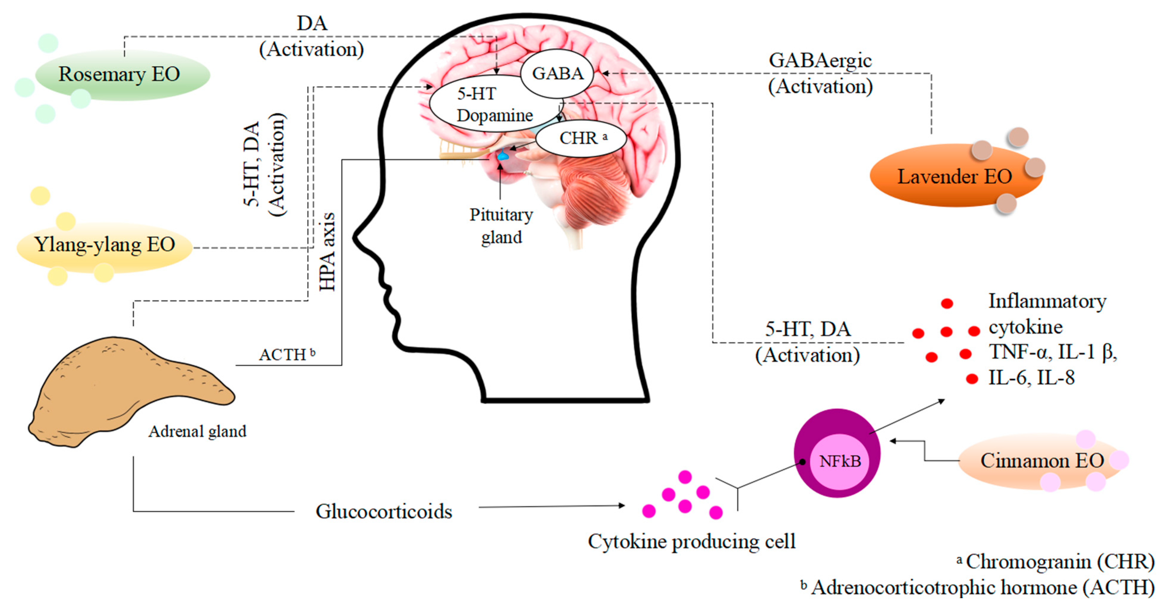 Plants 14 00400 g002