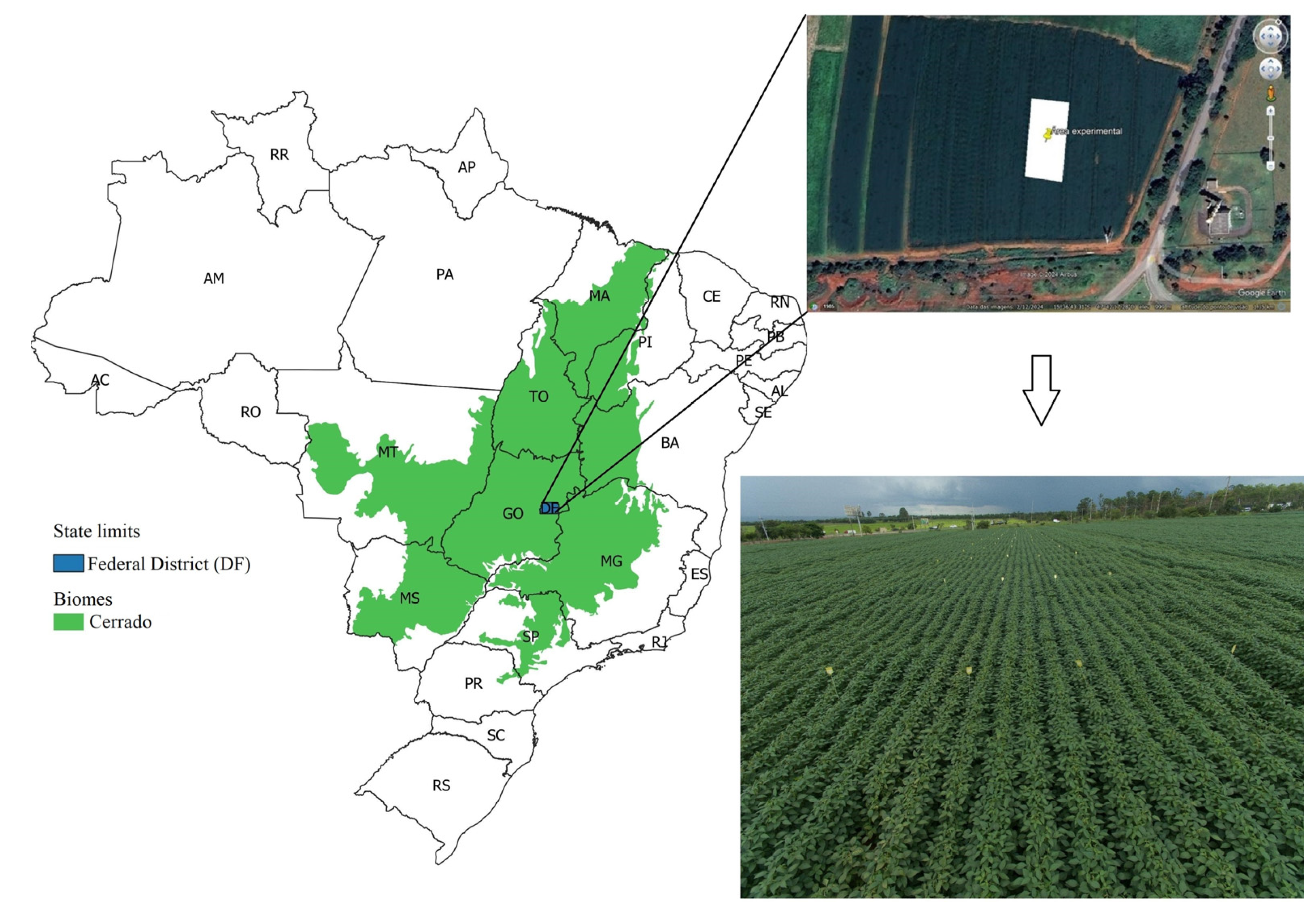 Plants 14 00402 g004