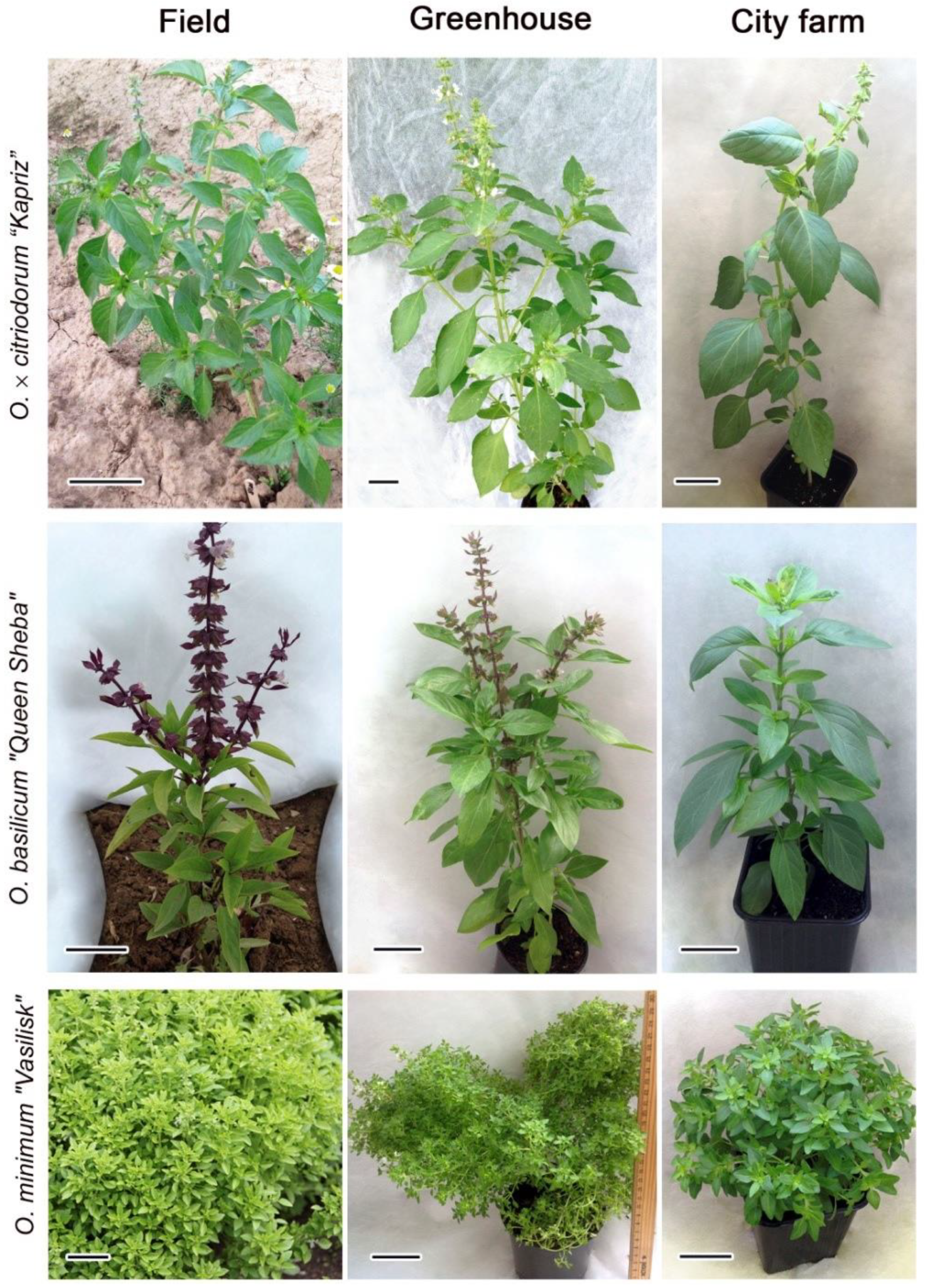 Plants 14 00403 g001