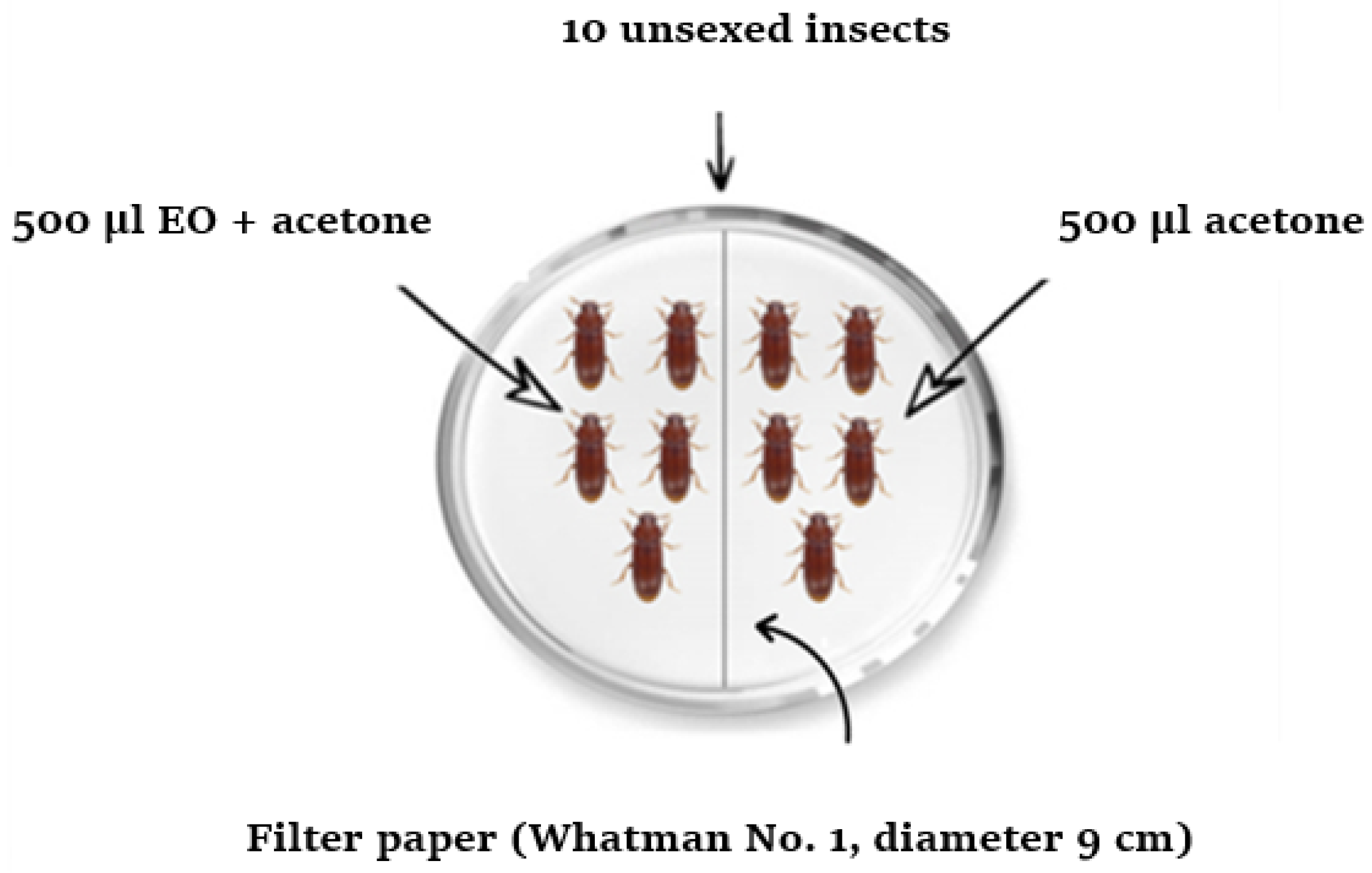 Plants 14 00407 g002