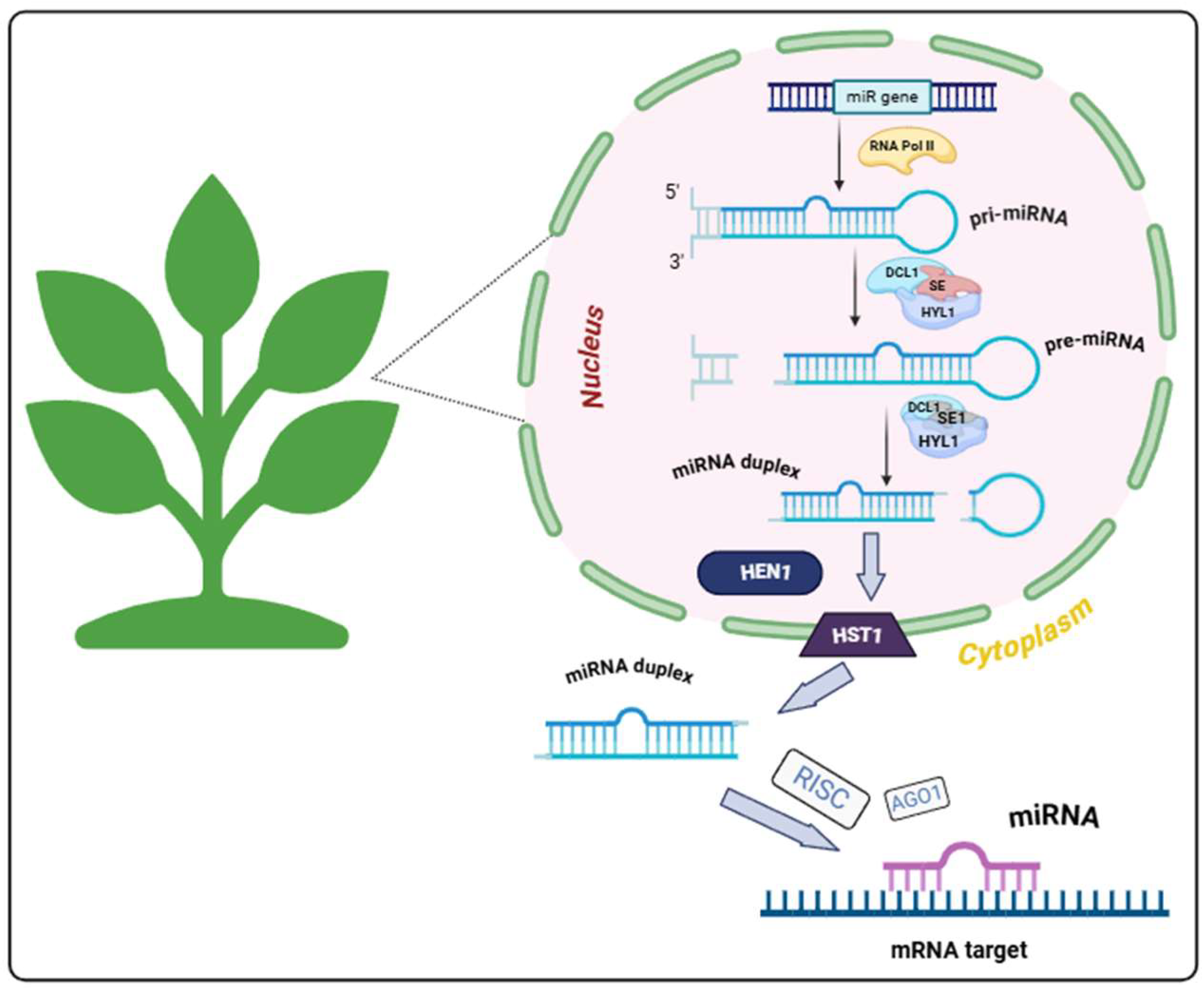 Plants 14 00410 g001