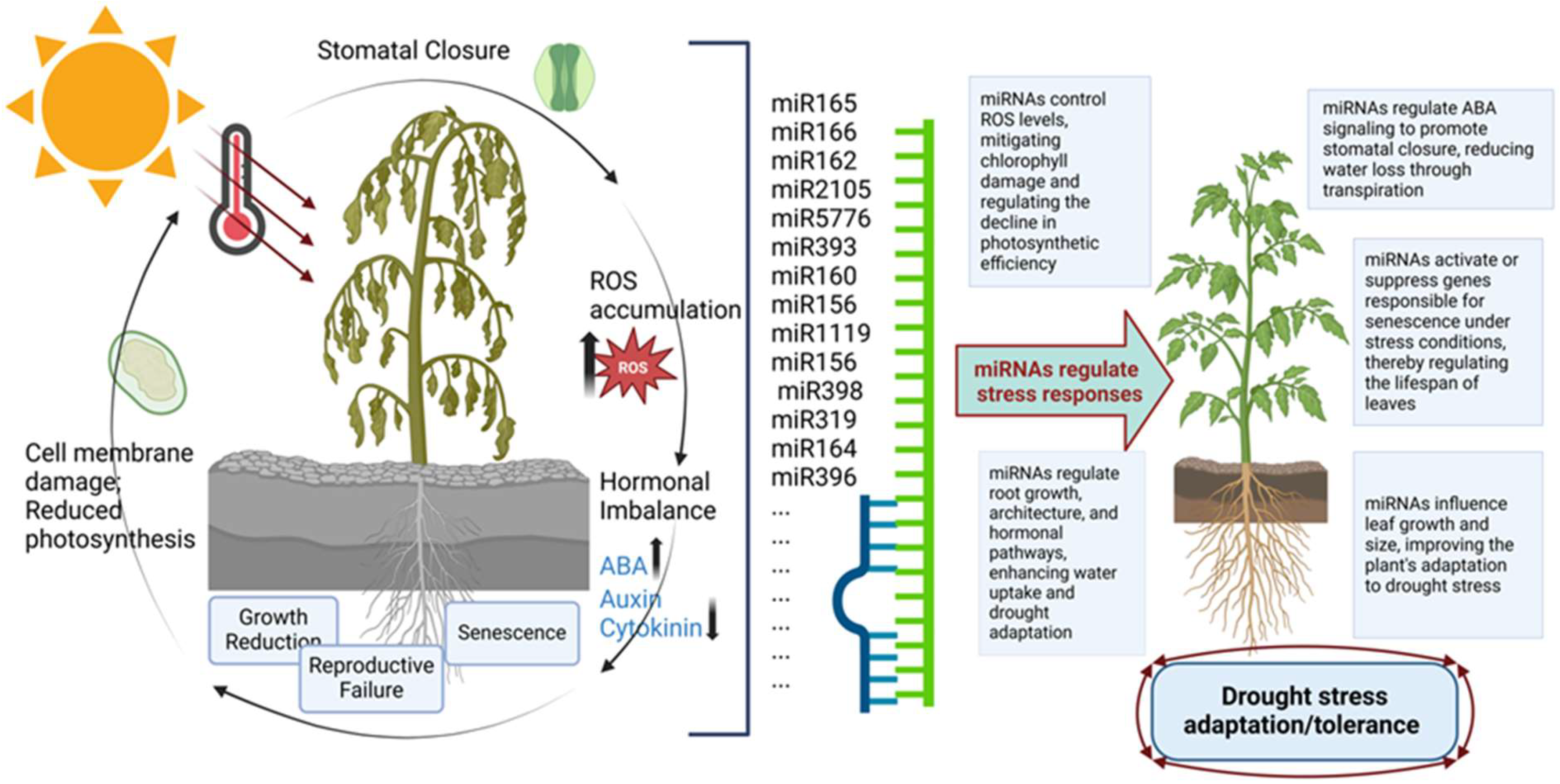 Plants 14 00410 g002