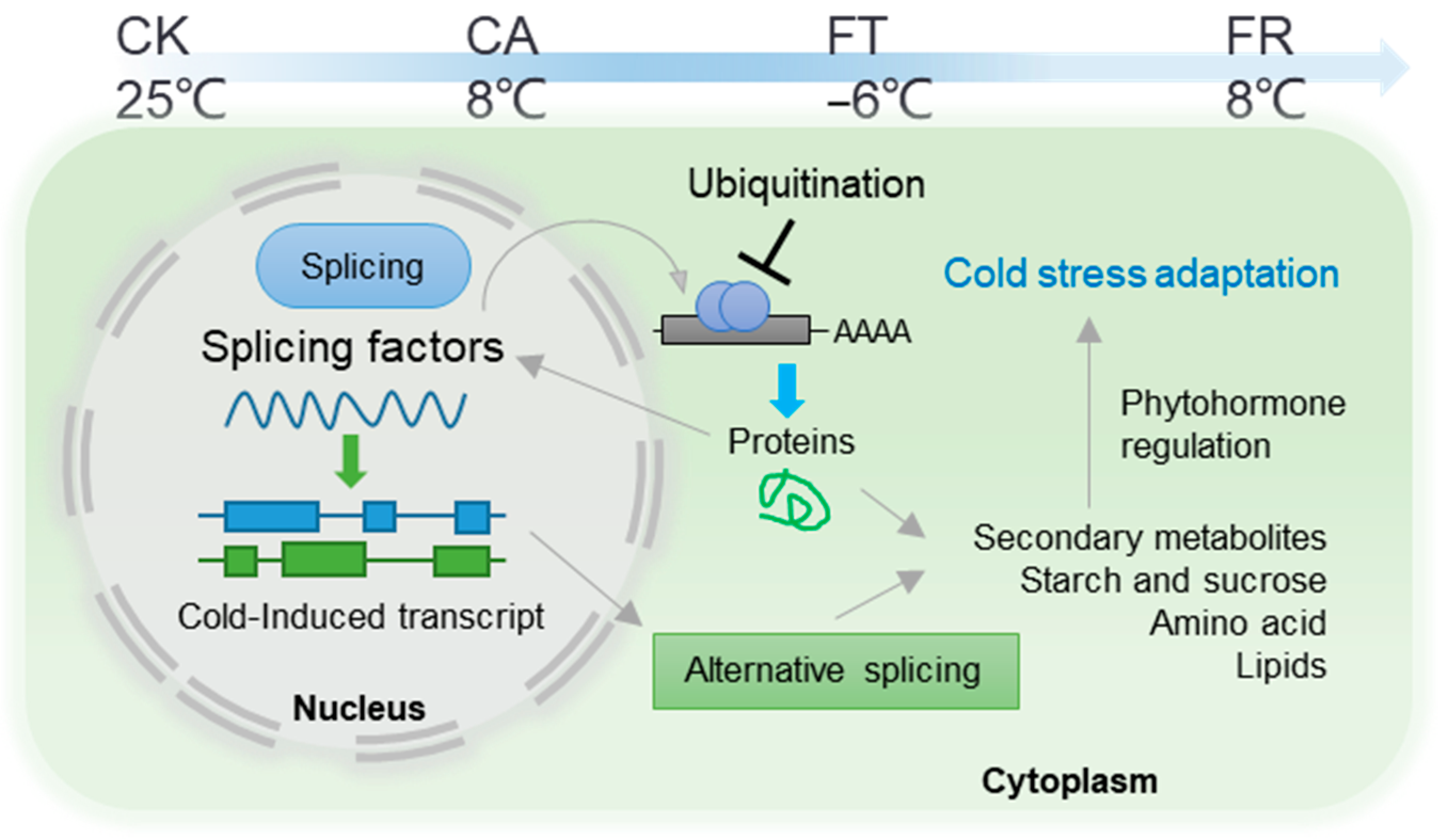Plants 14 00412 g005