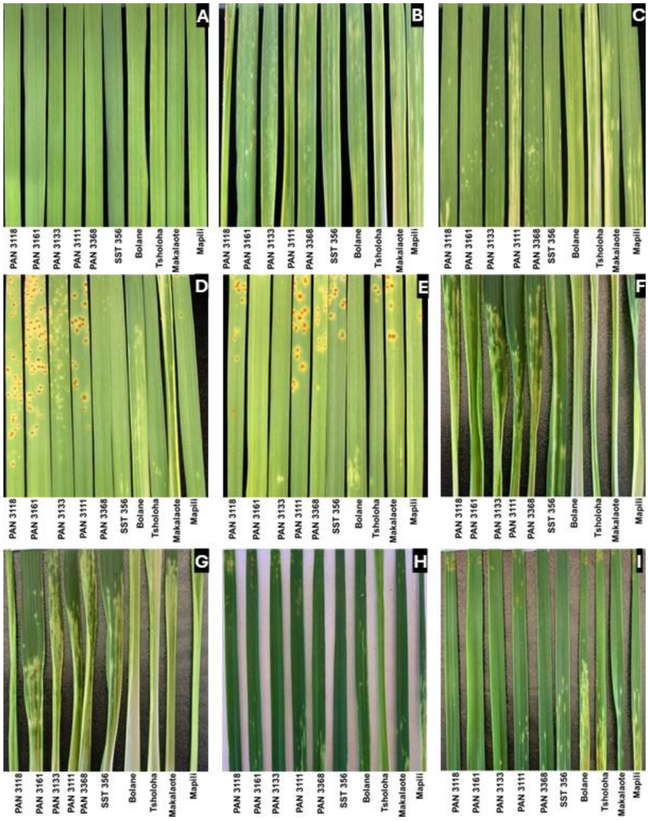 Plants 14 00420 g001