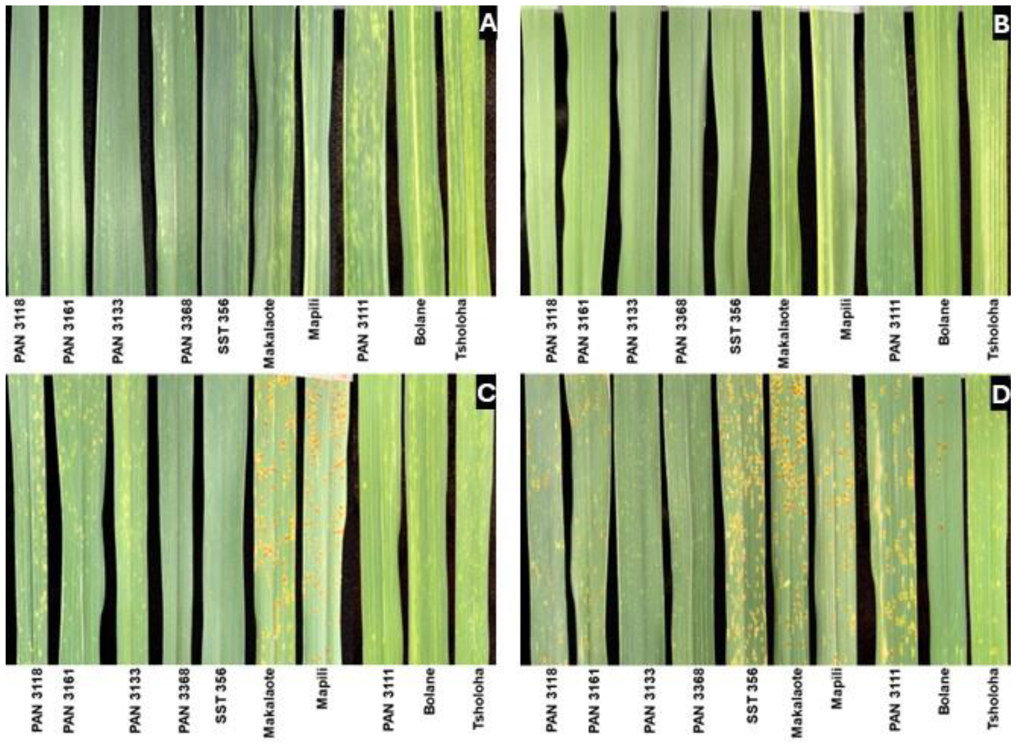 Plants 14 00420 g002