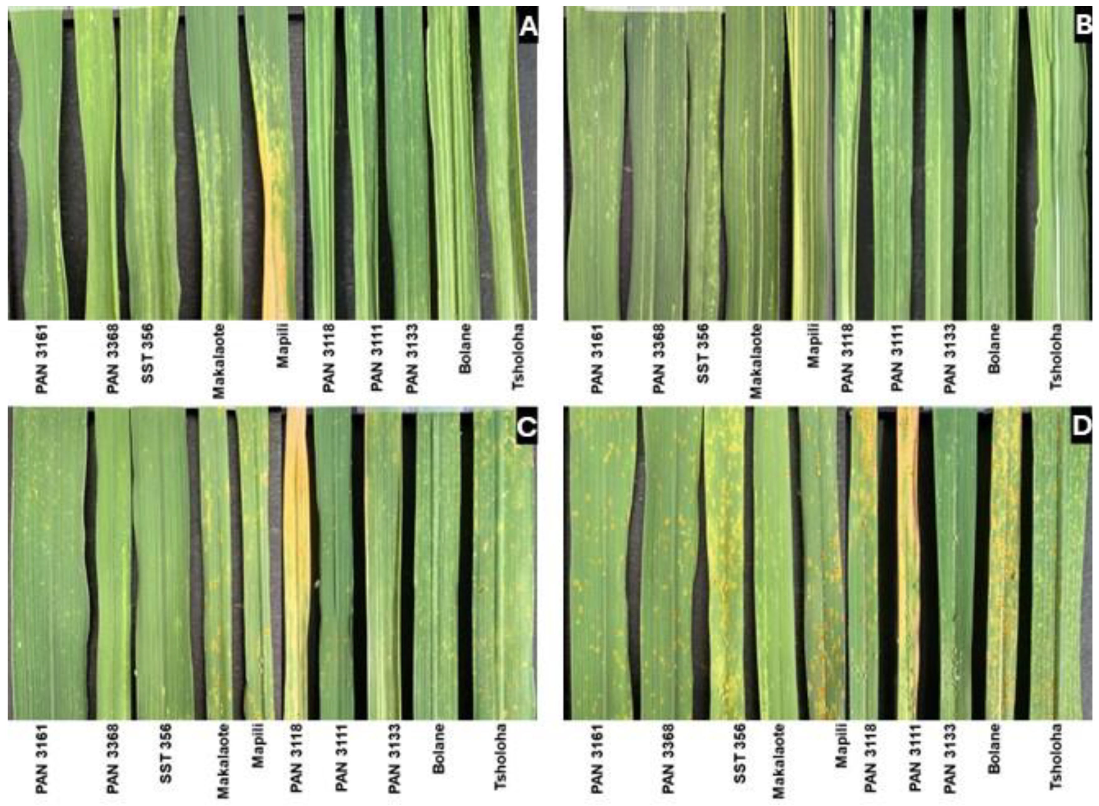 Plants 14 00420 g003