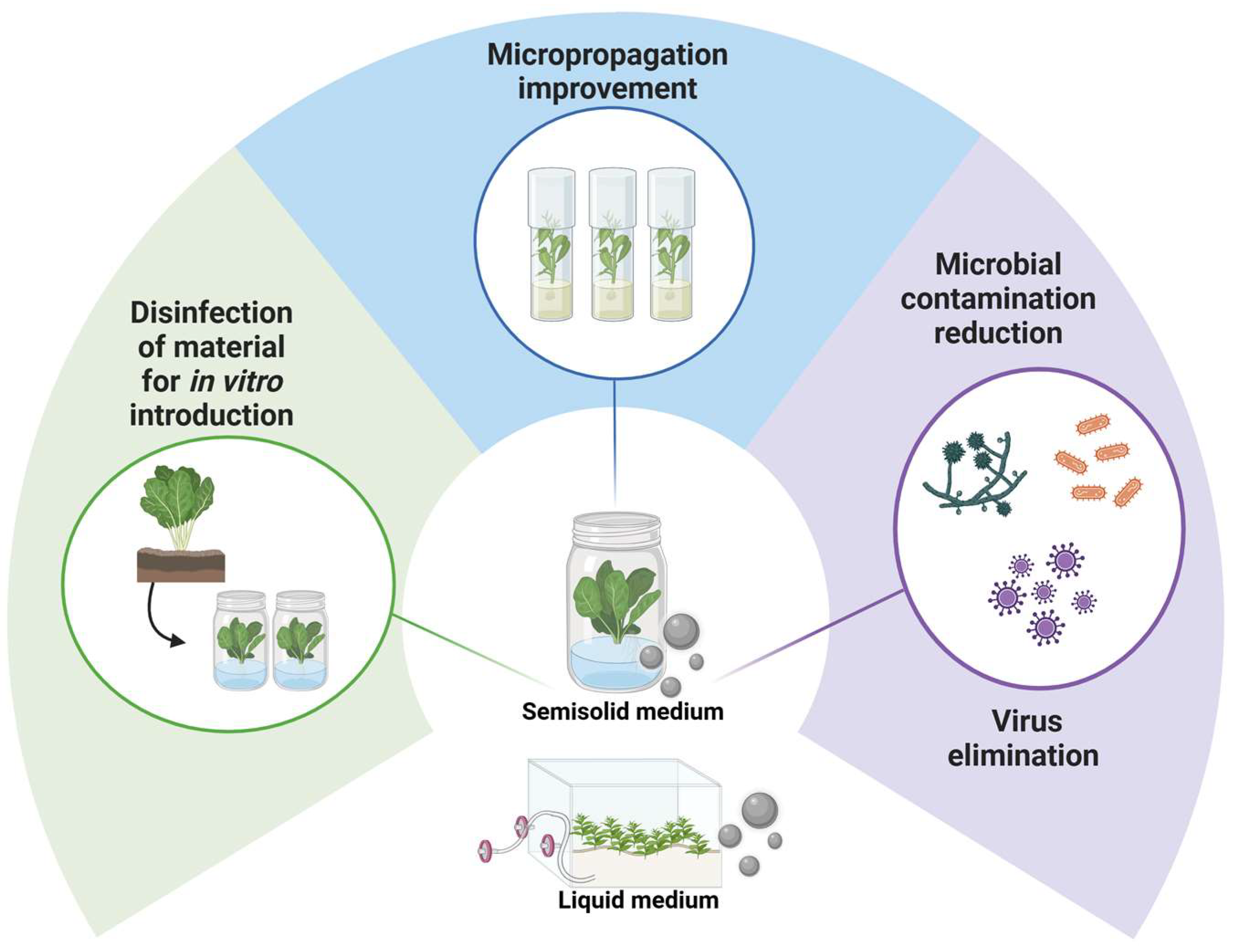 Plants 14 00428 g003