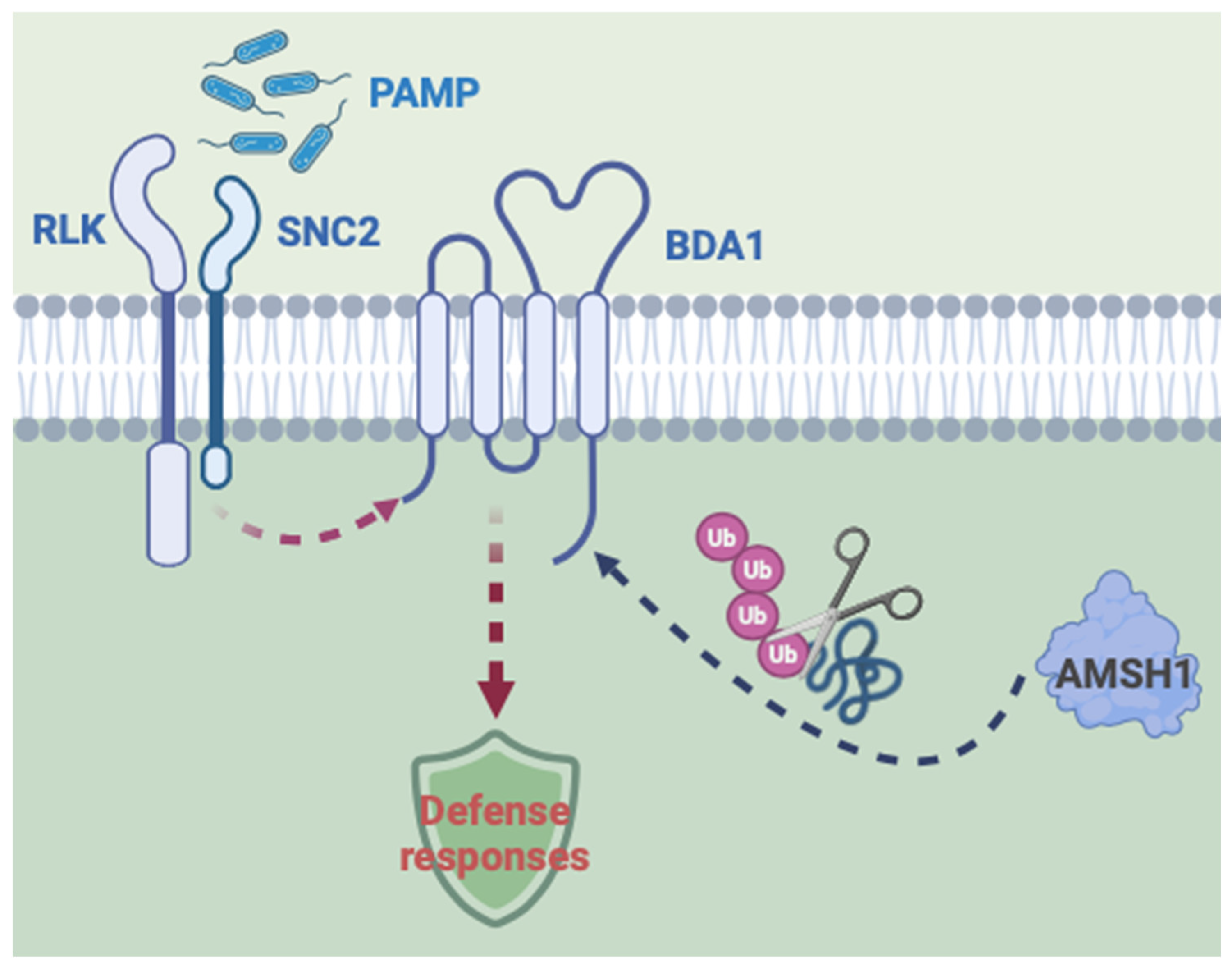 Plants 14 00429 g005