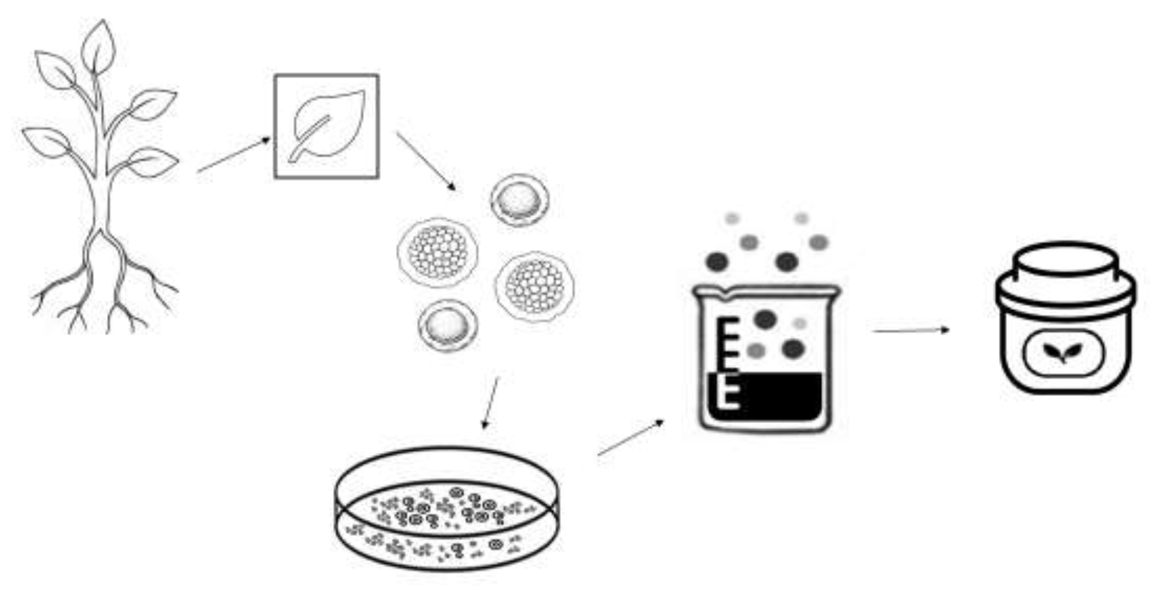 Plants 14 00433 g001