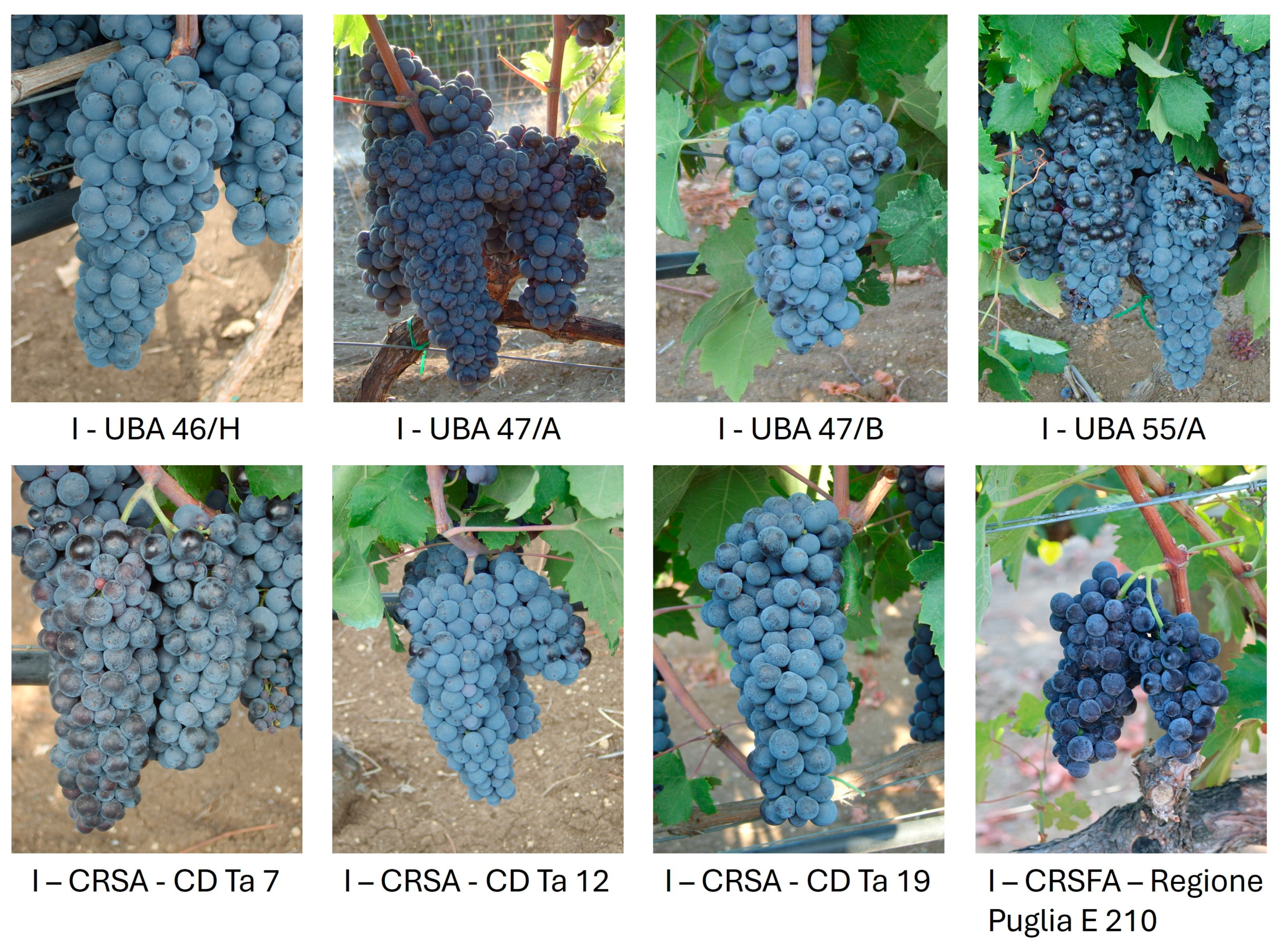 Plants 14 00437 g005 Plants 14 00437 g005