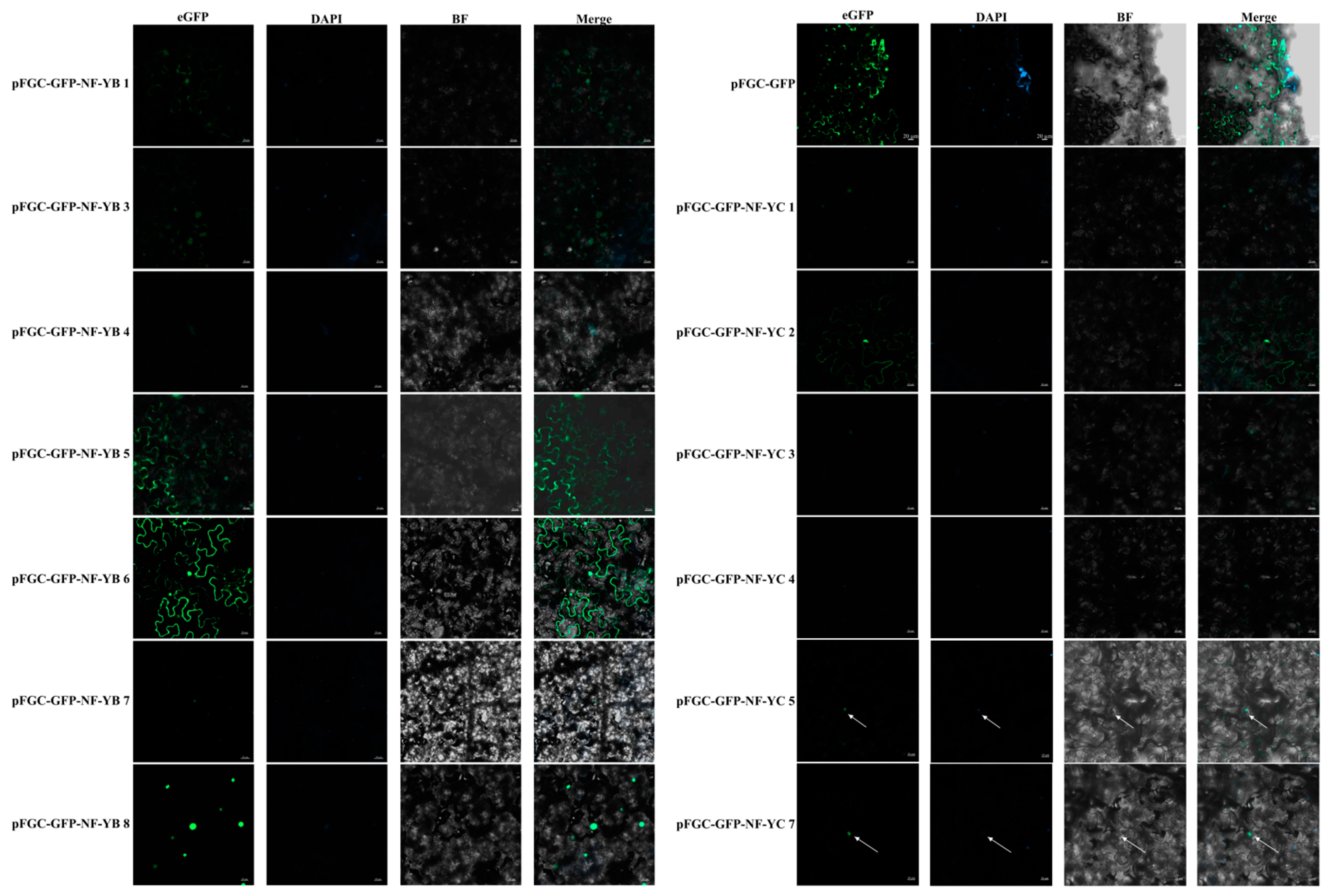 Plants 14 00438 g010 Plants 14 00438 g010