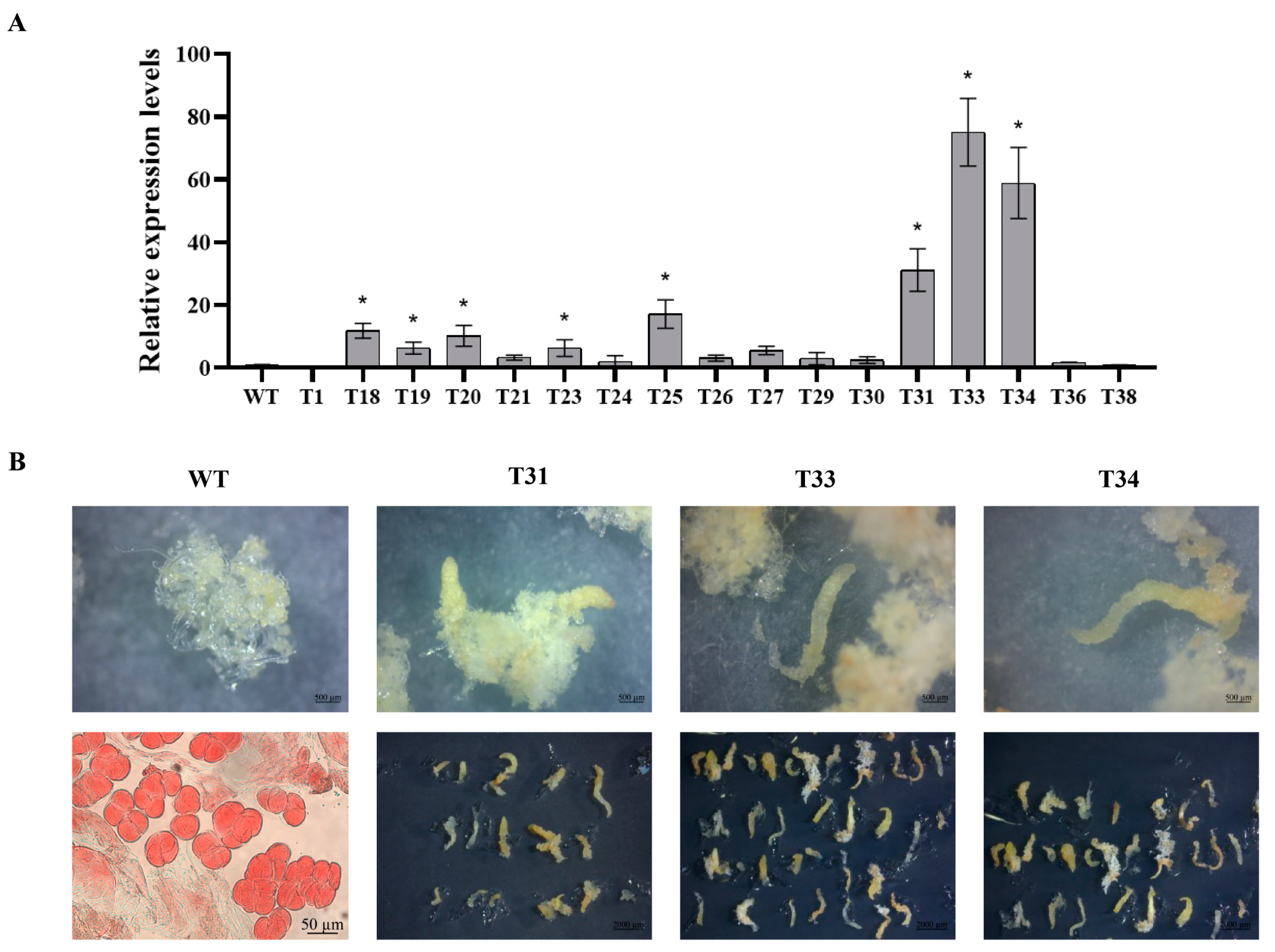 Plants 14 00438 g013 Plants 14 00438 g013