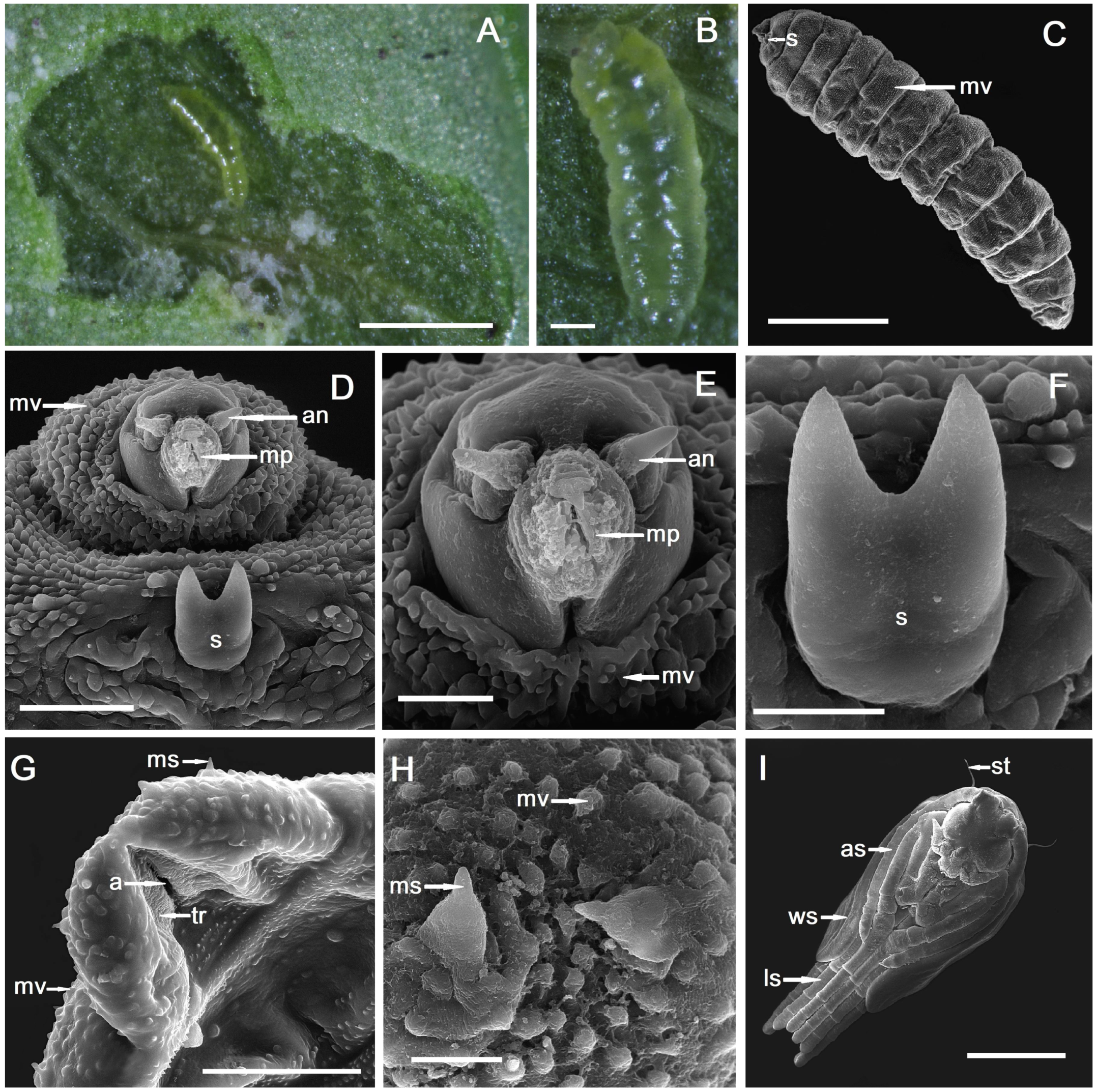 Plants 14 00453 g001