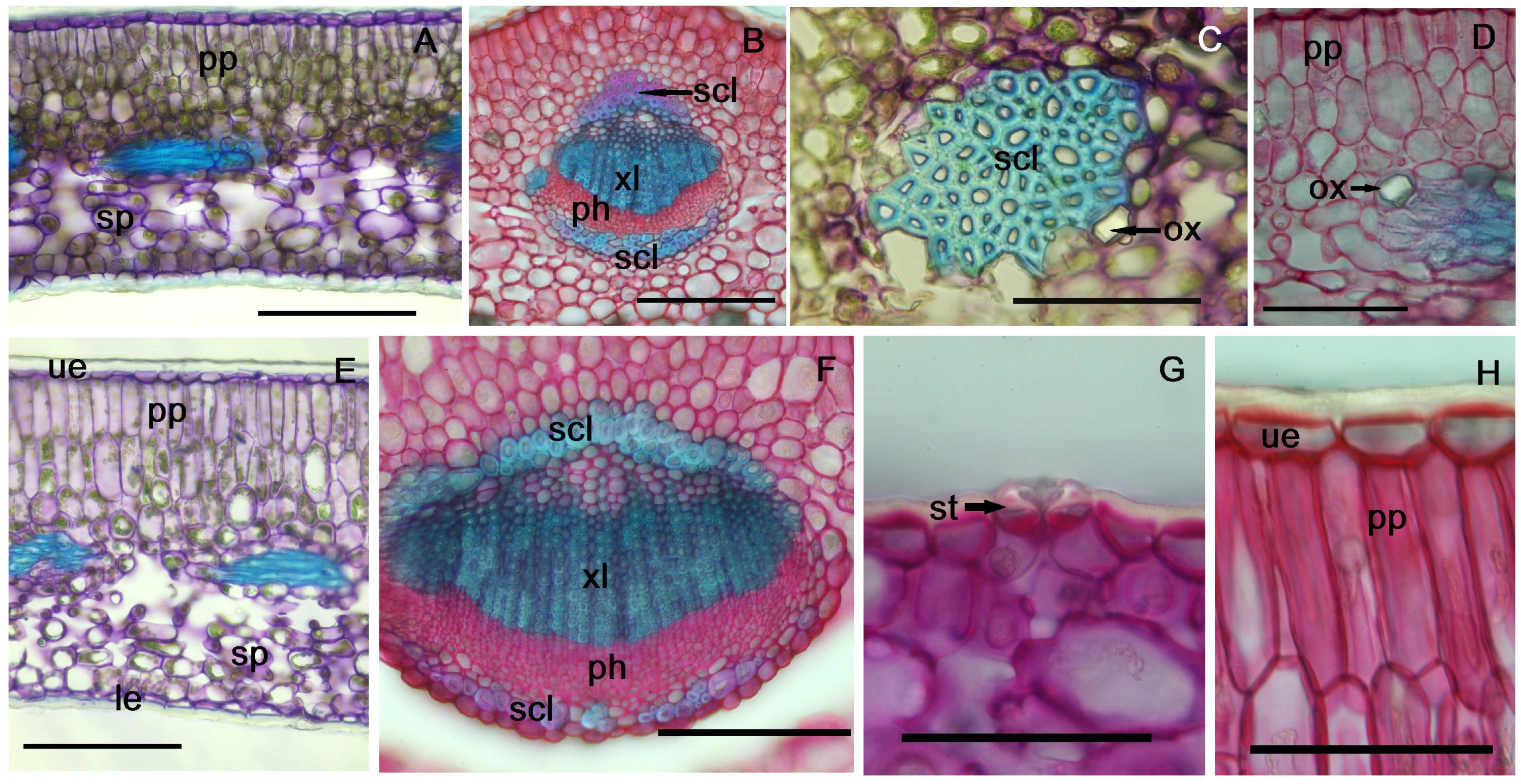 Plants 14 00453 g002