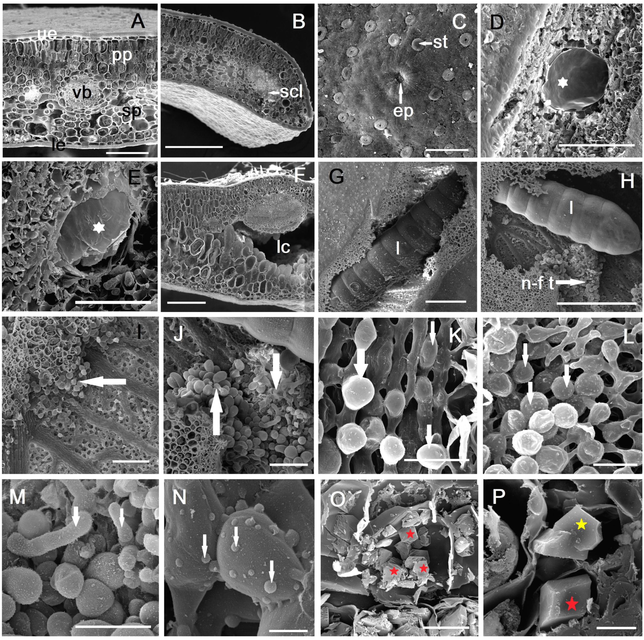 Plants 14 00453 g003