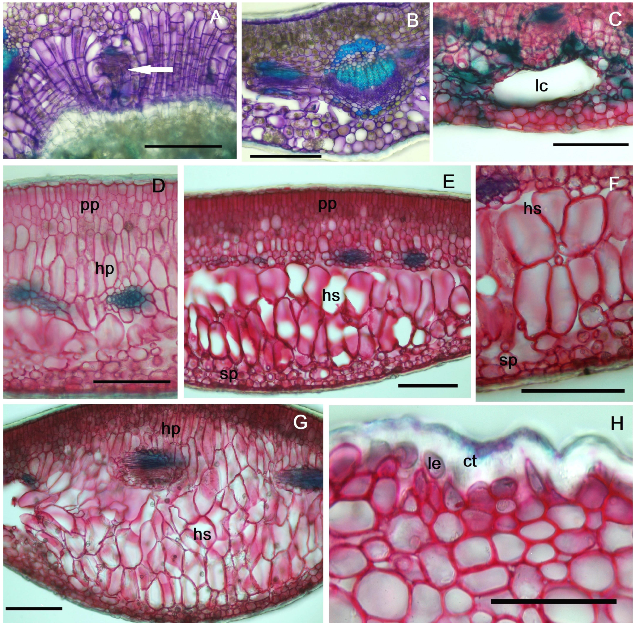 Plants 14 00453 g004