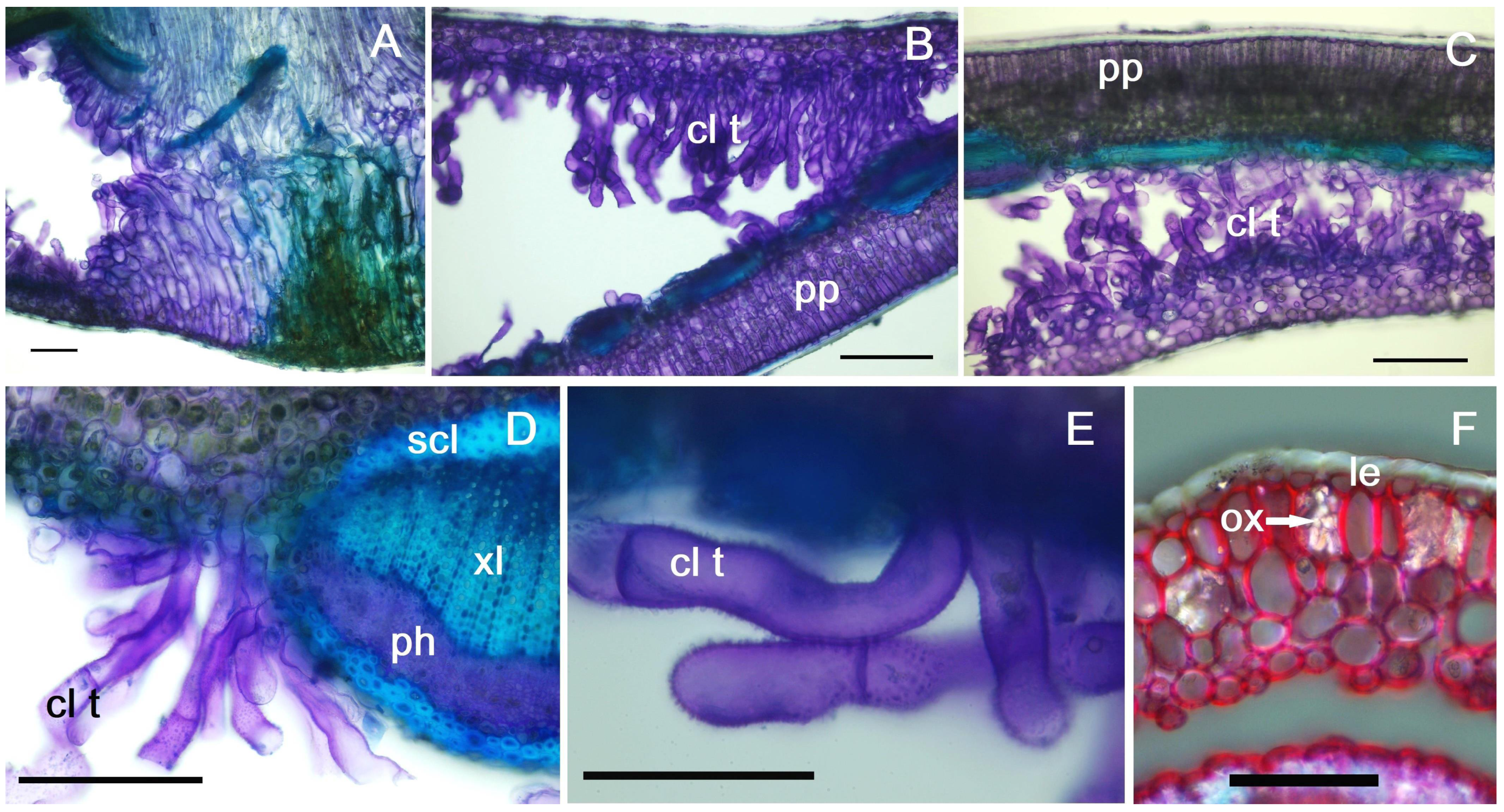Plants 14 00453 g005