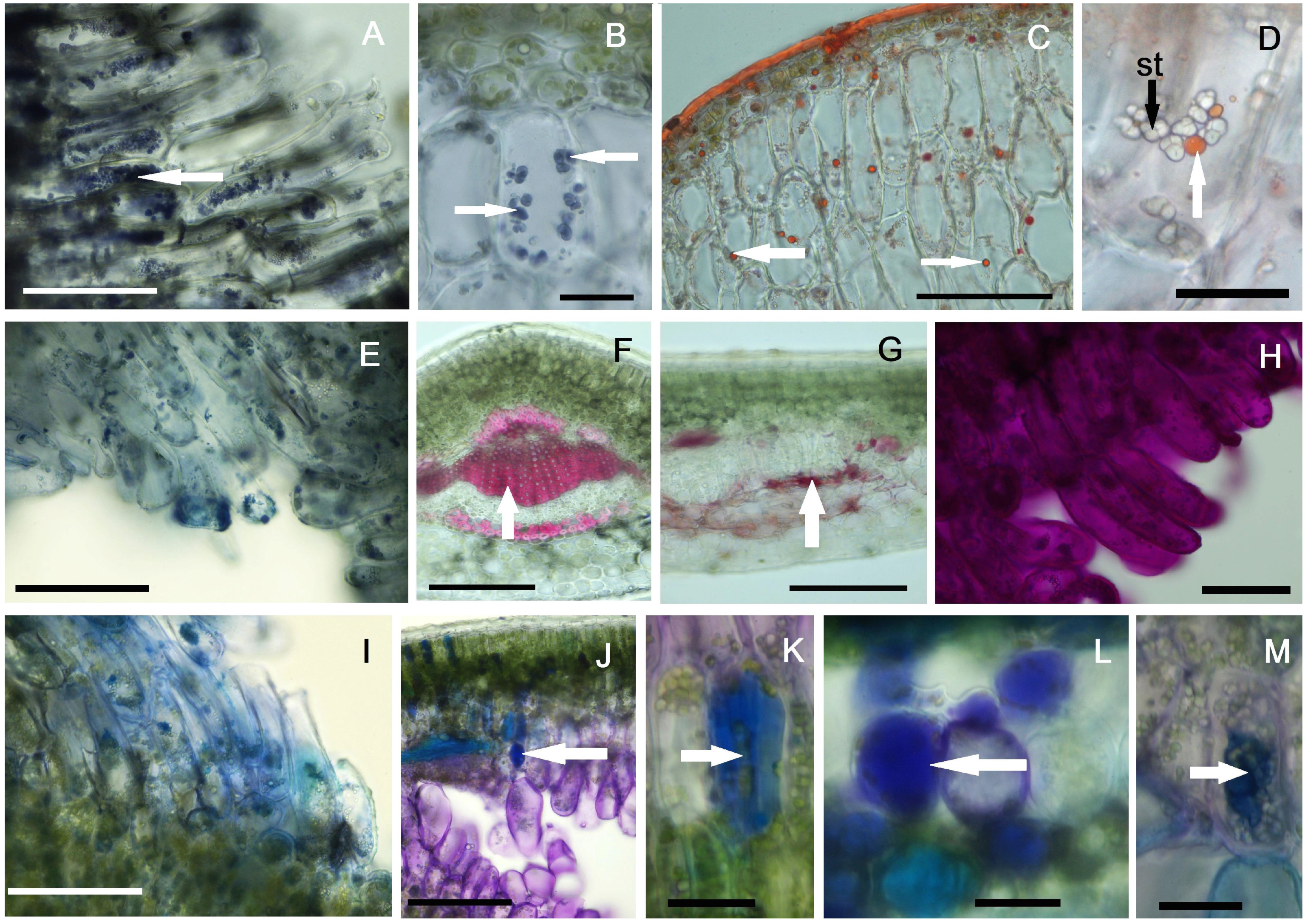 Plants 14 00453 g006