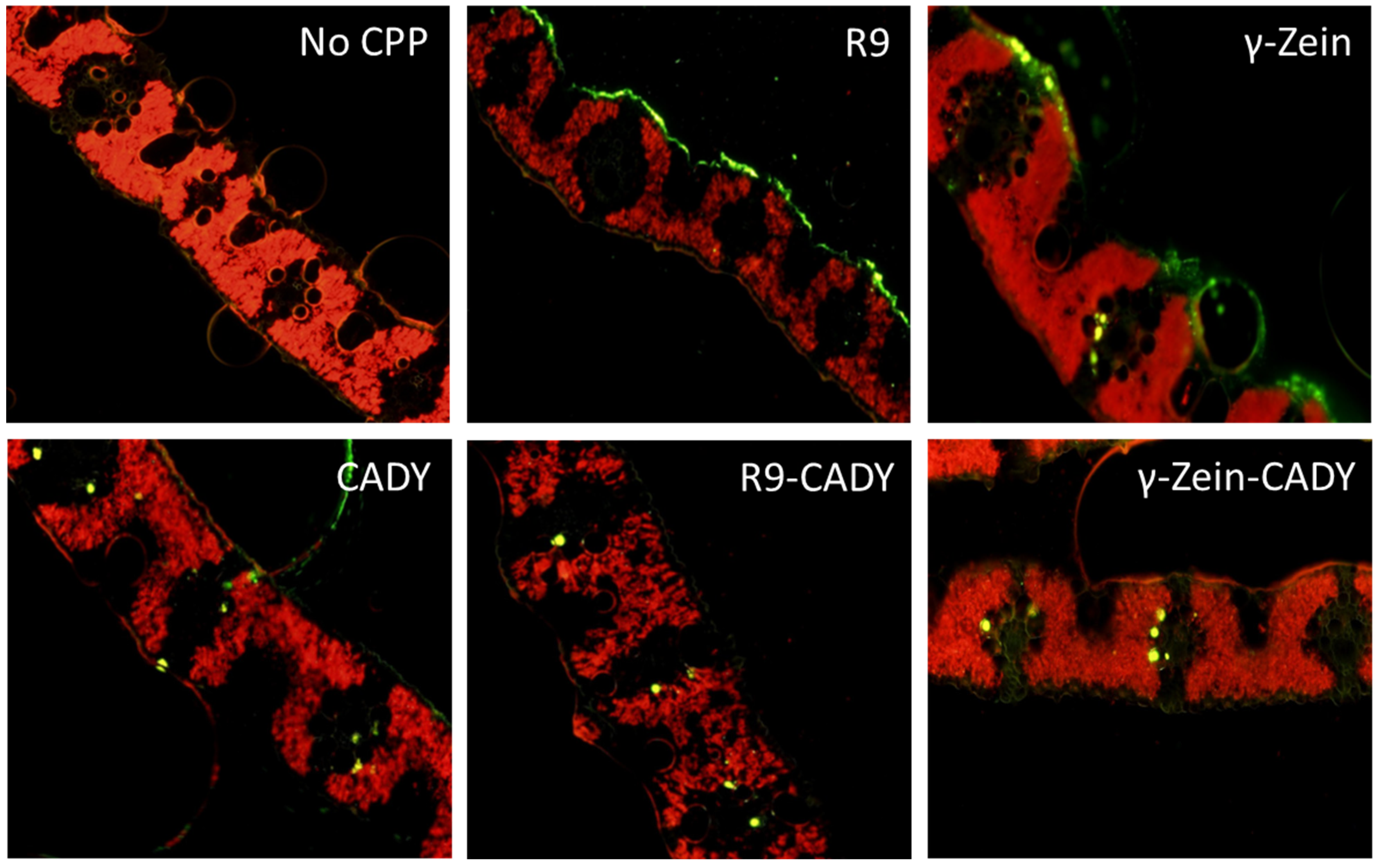 Plants 14 00458 g001