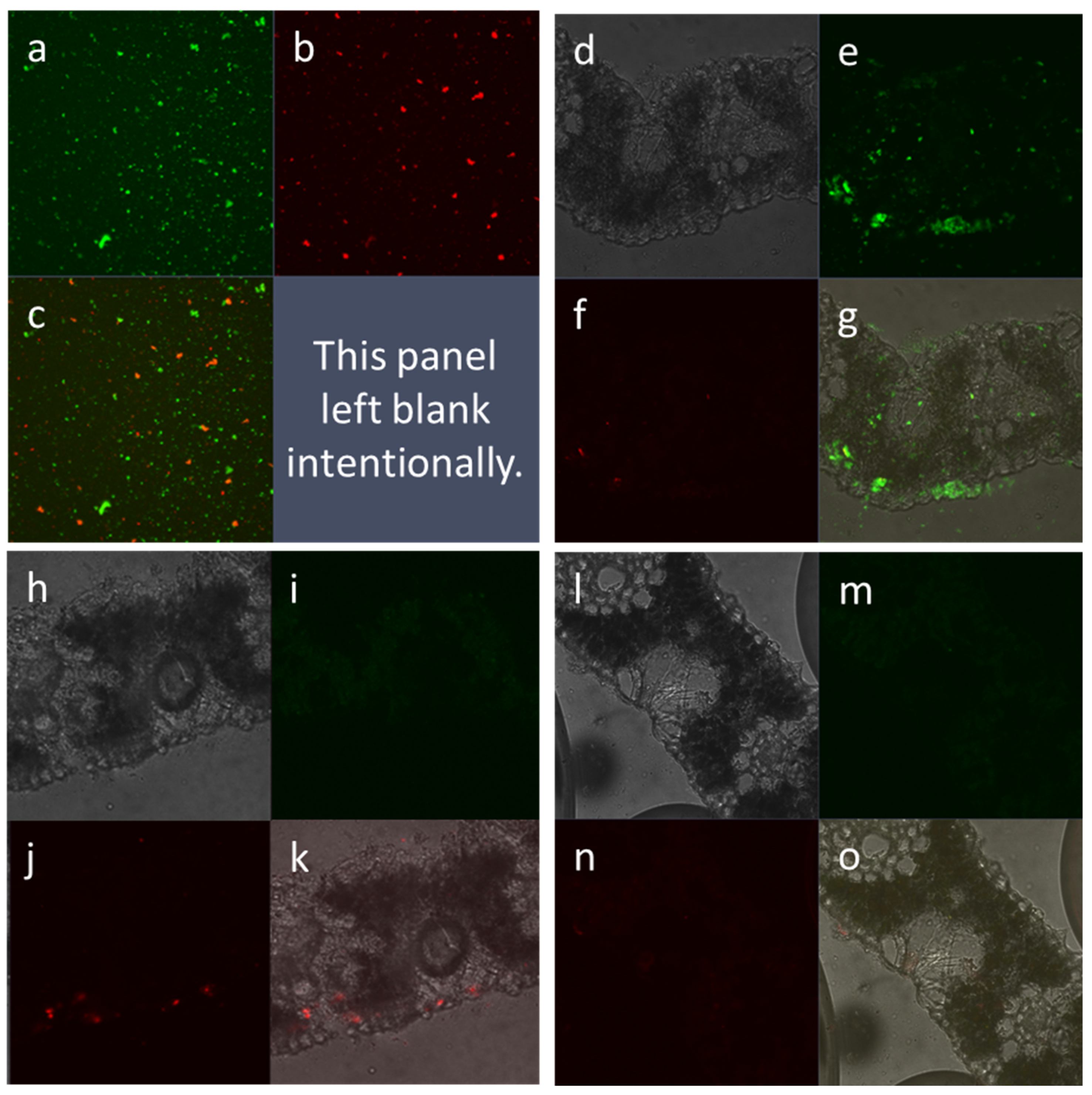 Plants 14 00458 g003
