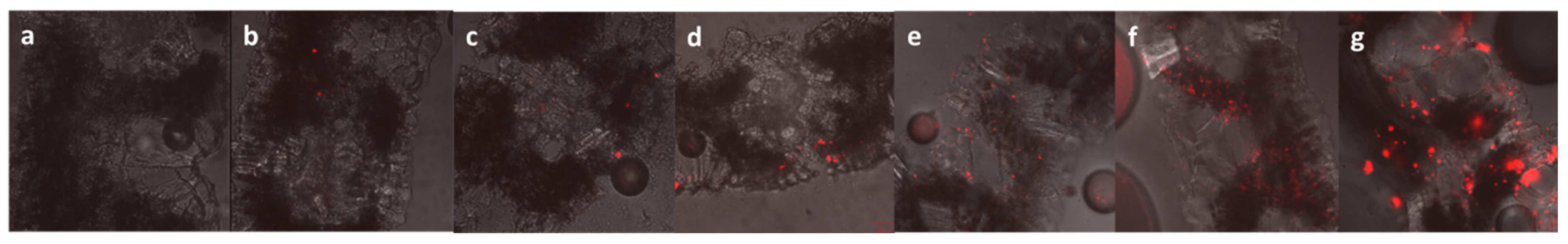 Plants 14 00458 g004