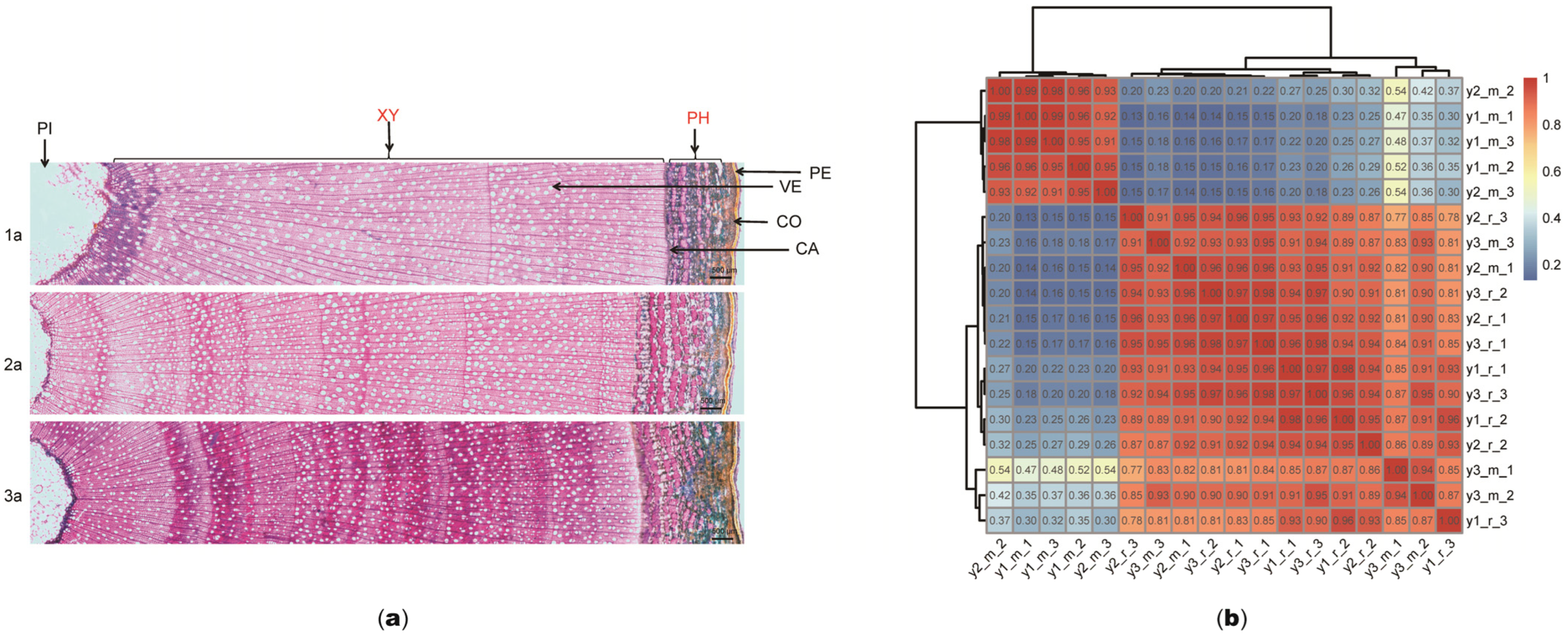 Plants 14 00459 g001